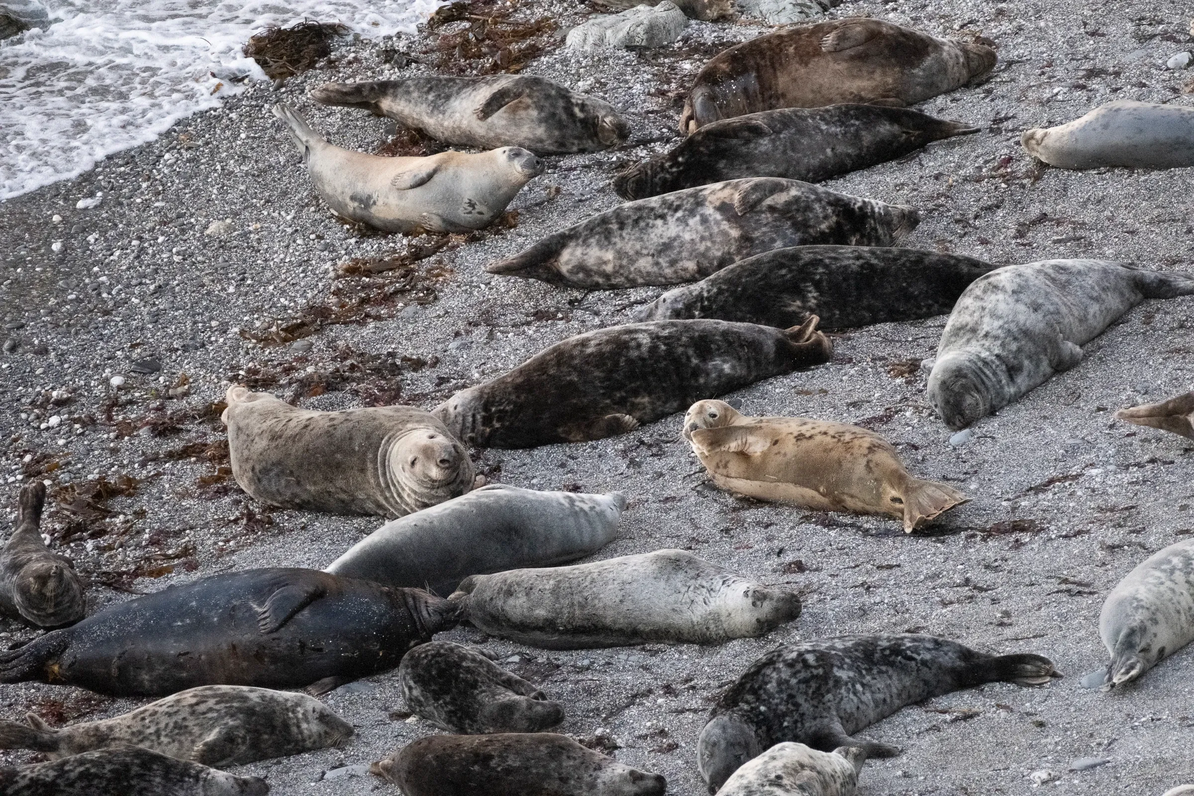 Grey seals ashore