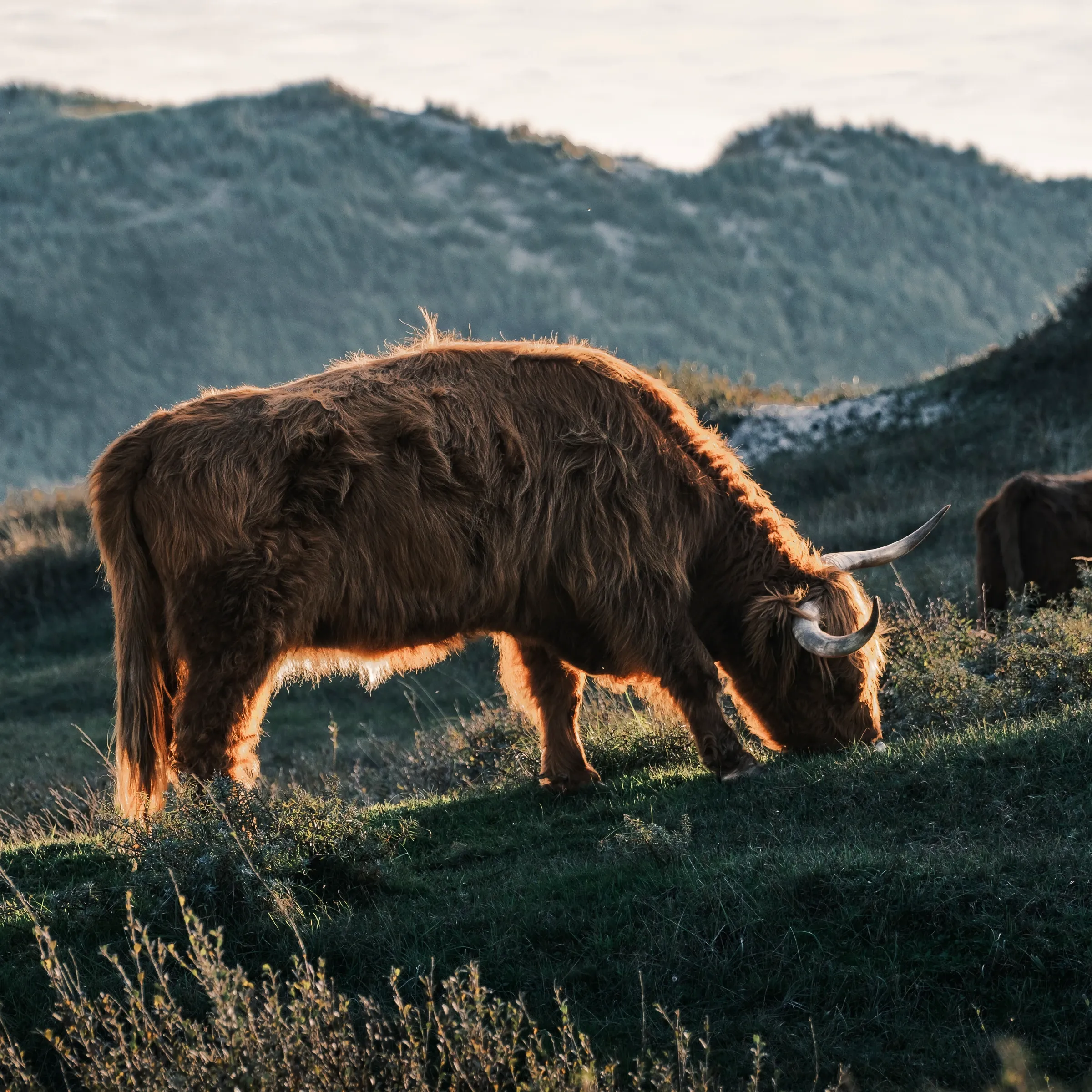 Scottish highlander in dune light