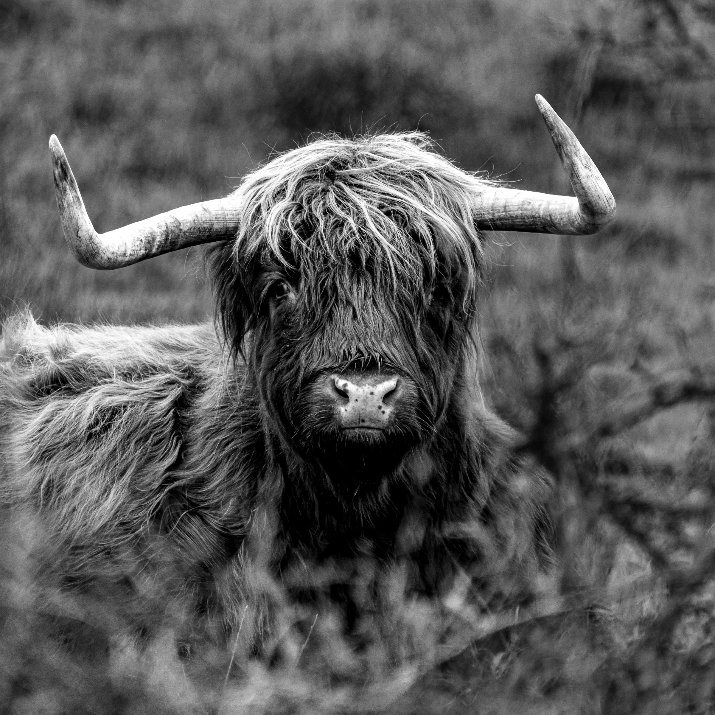 Scottish highlander
