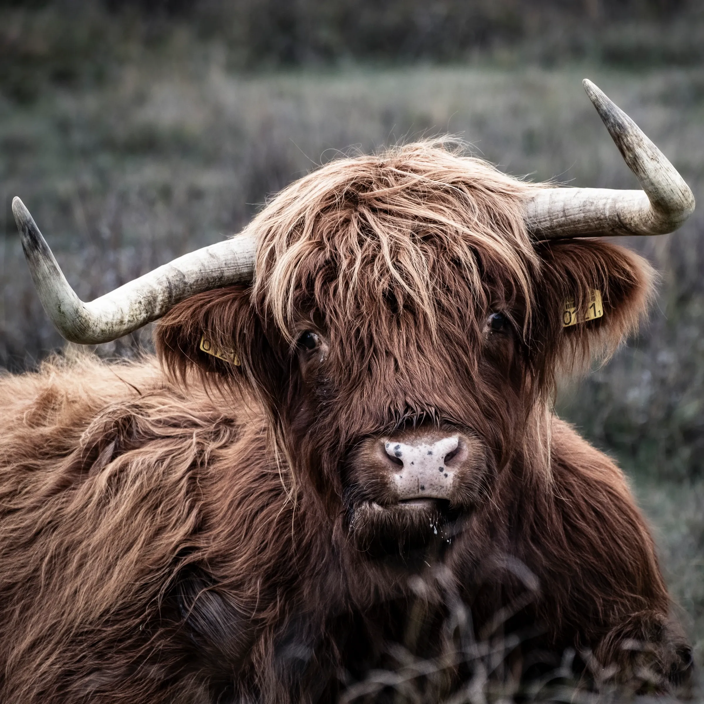 Scottish Highlander