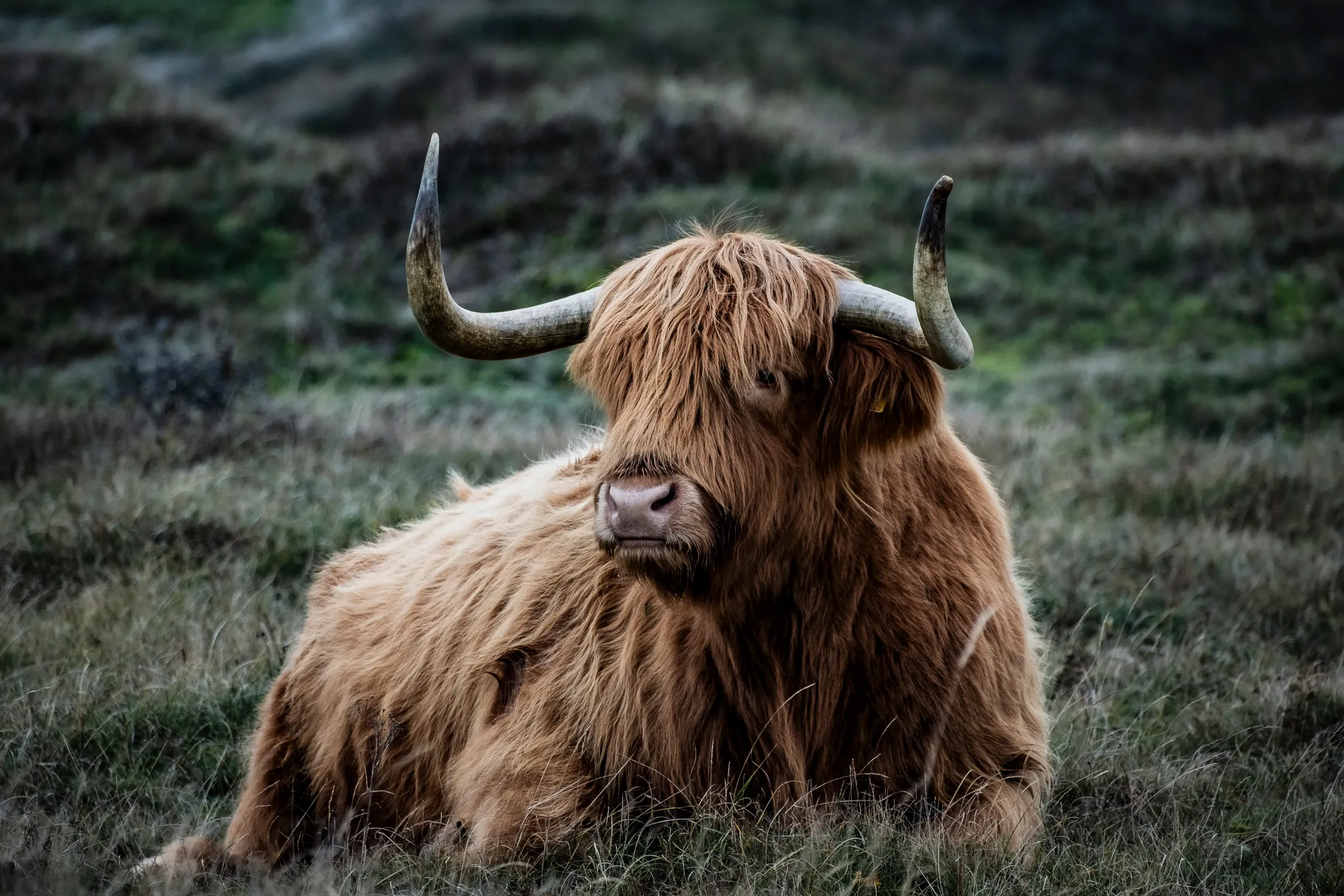 Resting Scottish Highlander