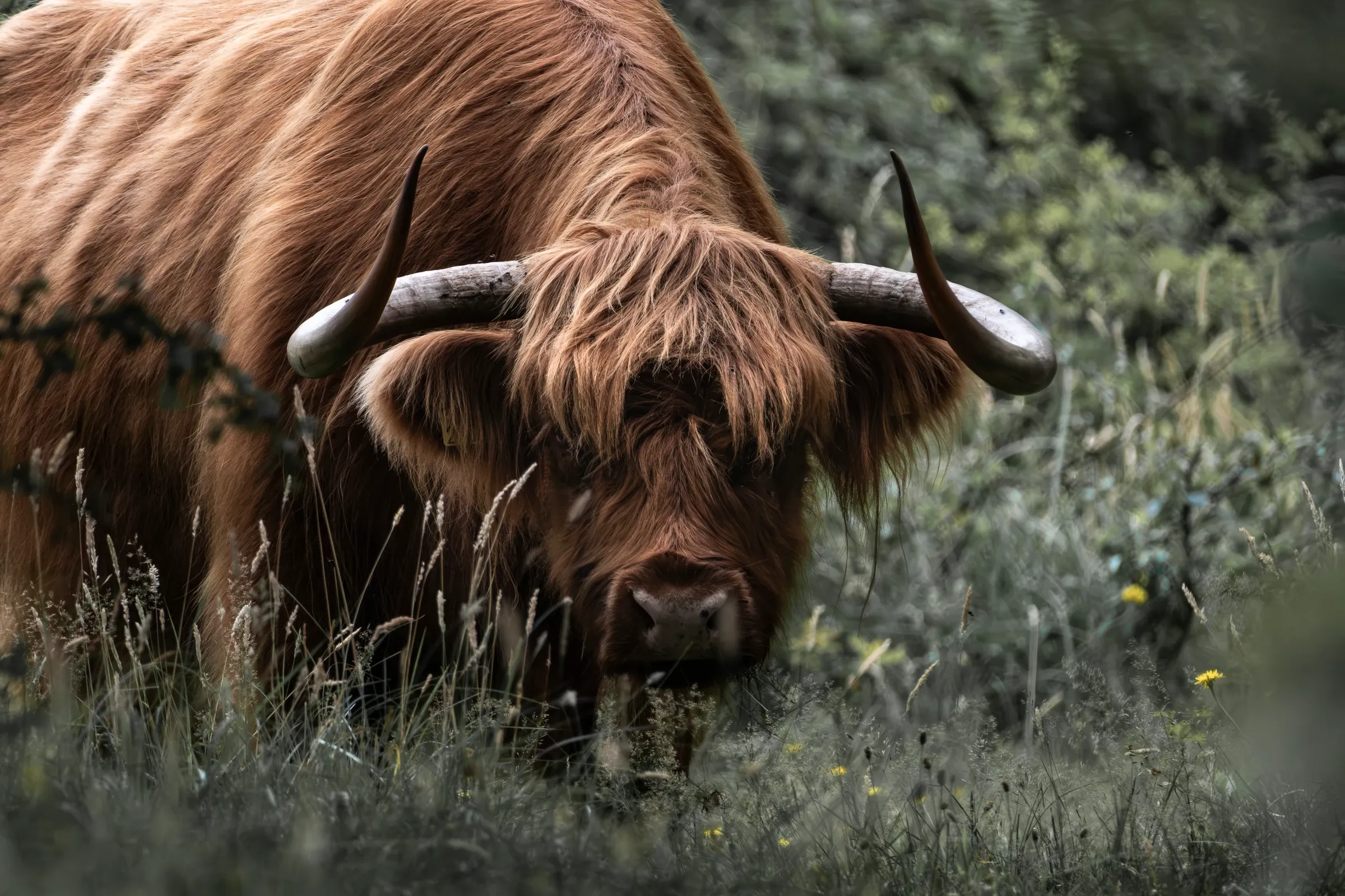 Scottish highlanders