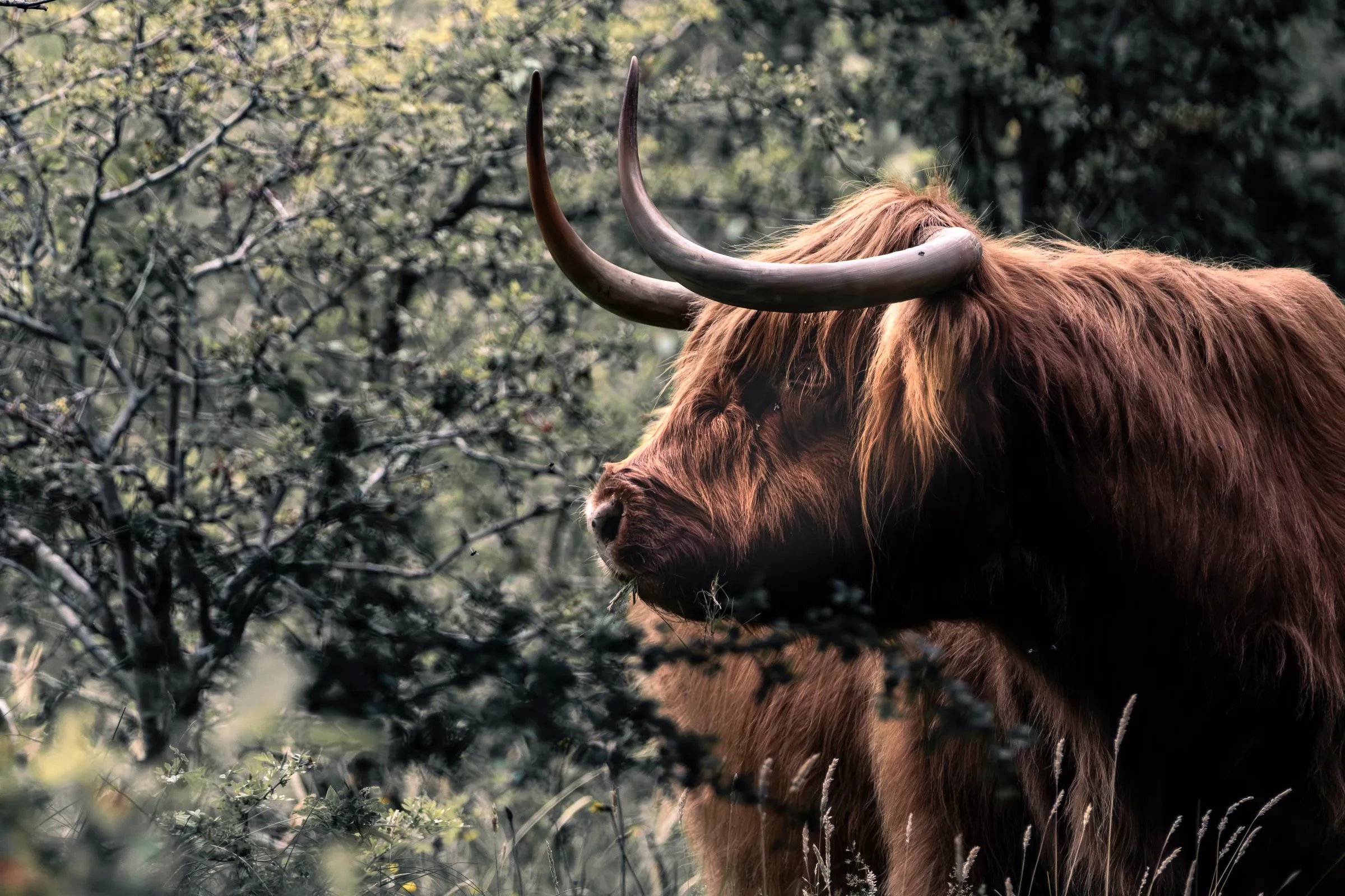 Highland cattle among shrubs