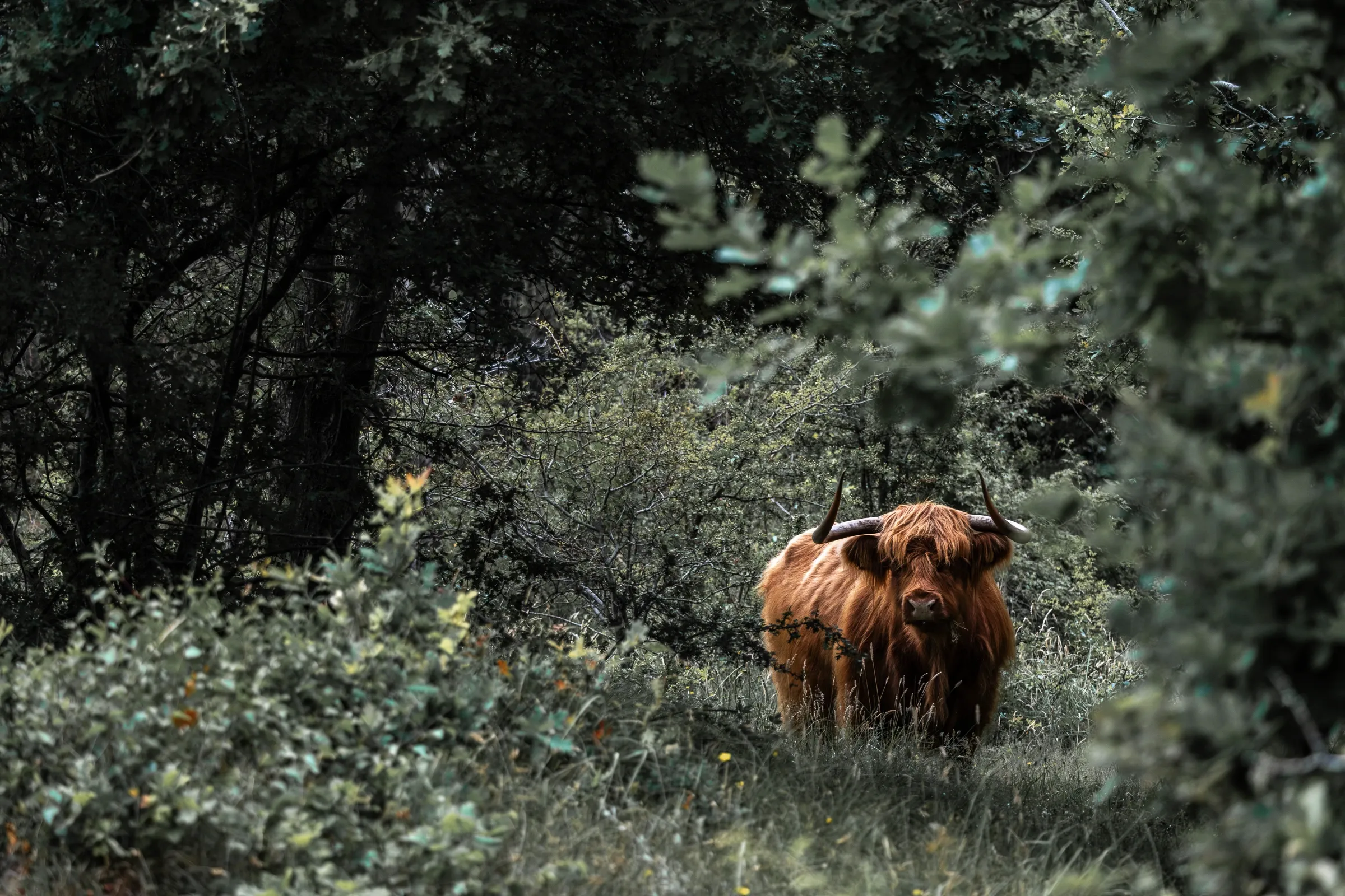 Highland cattle among shrubs