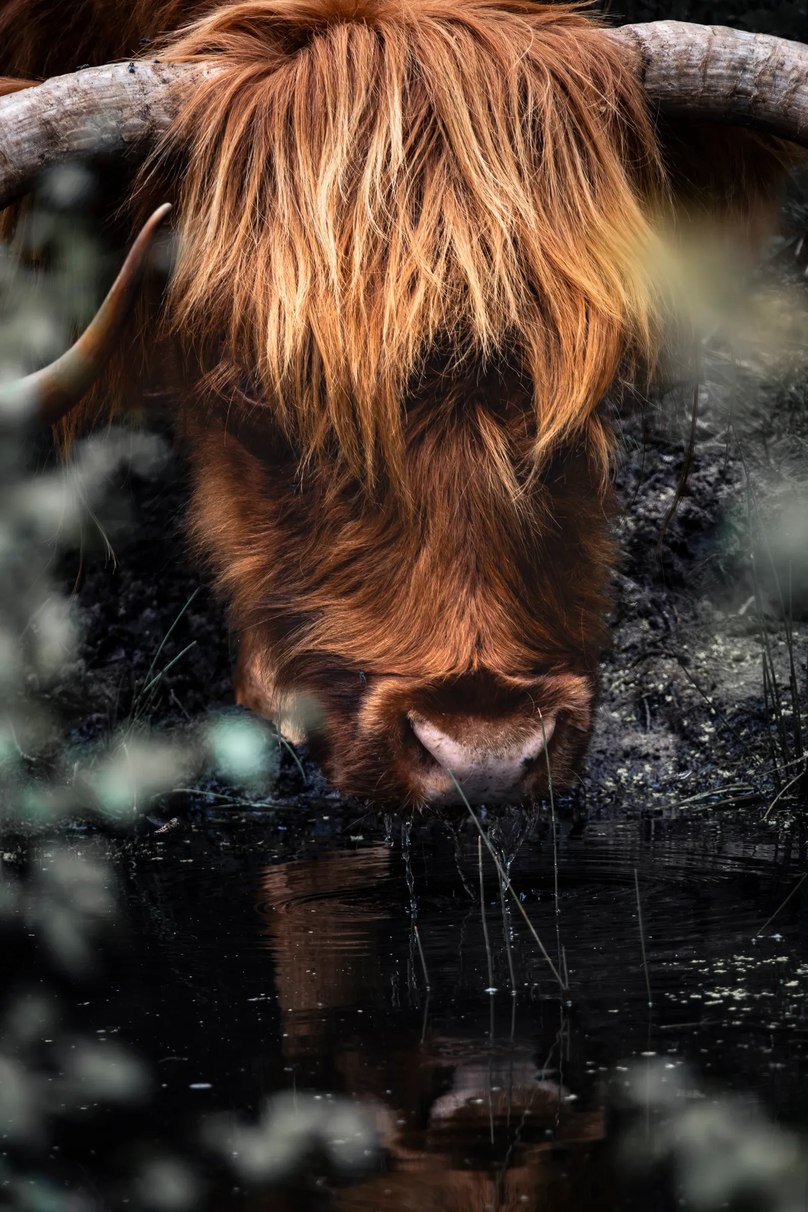 Drinking Highland cow