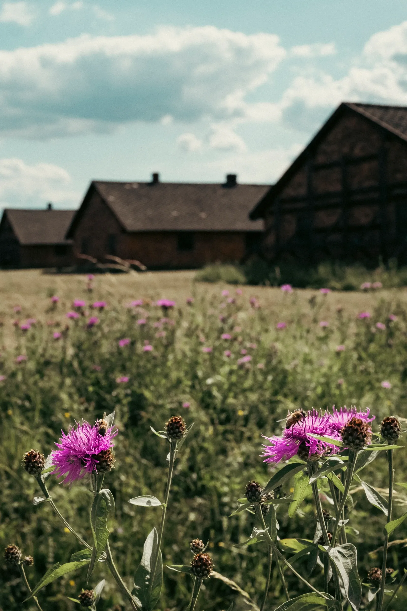 Korenbloemen bij oude hoeve