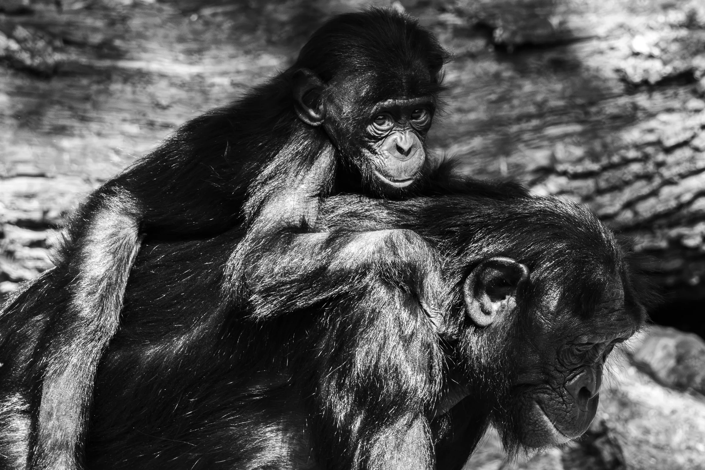 Young bonobo on mother's back