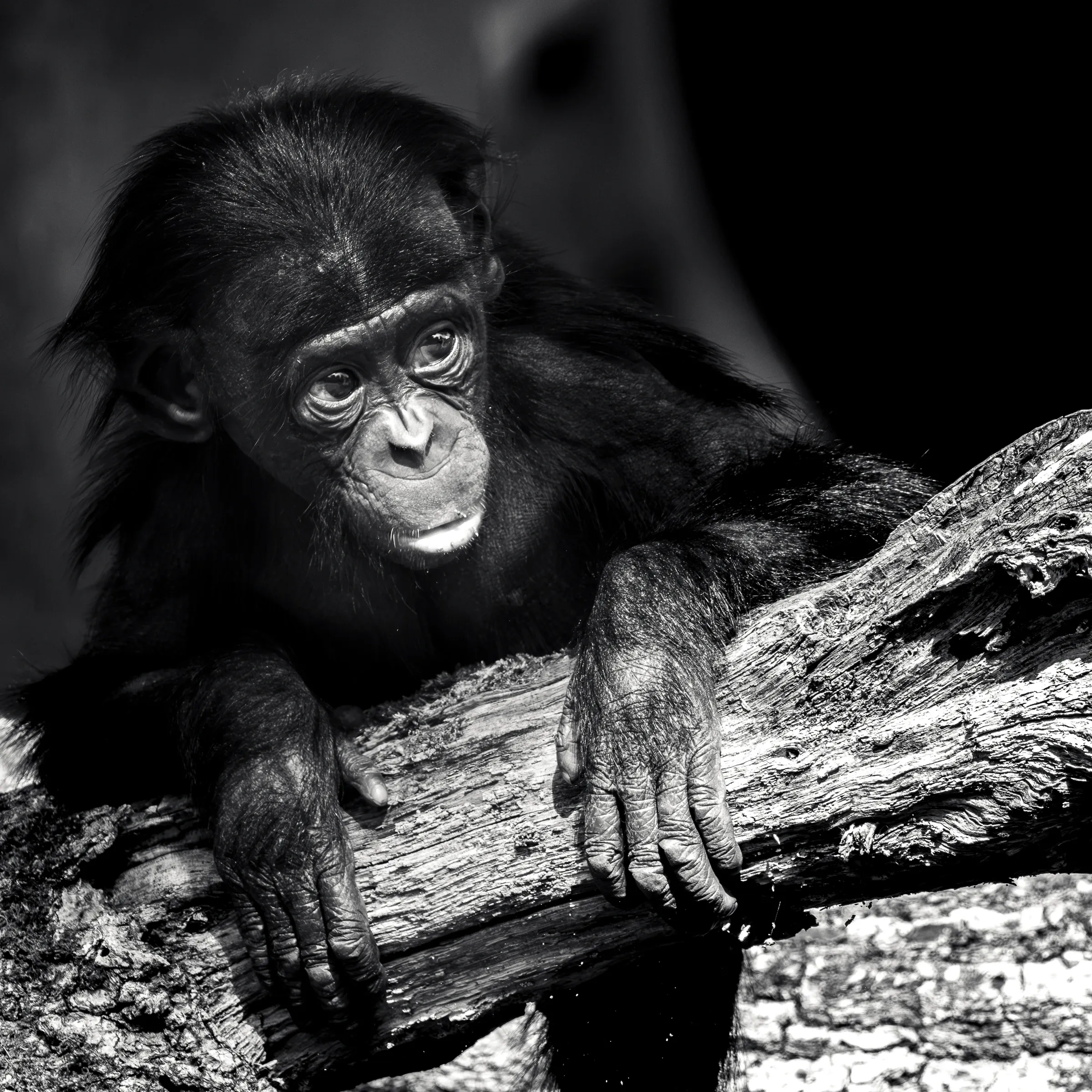 Young bonobo at rest