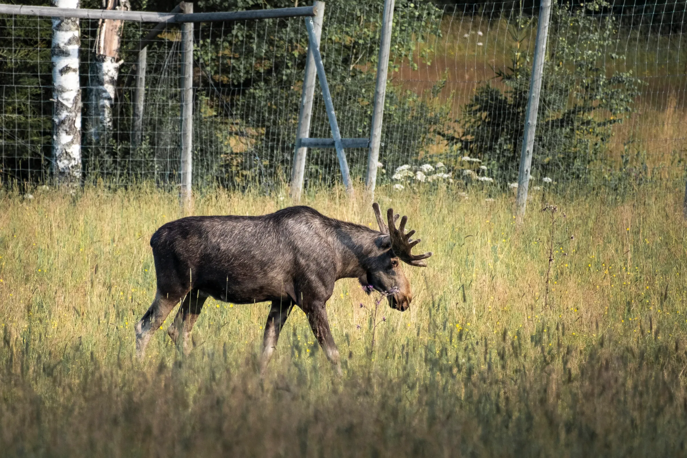 Elk in summer grass