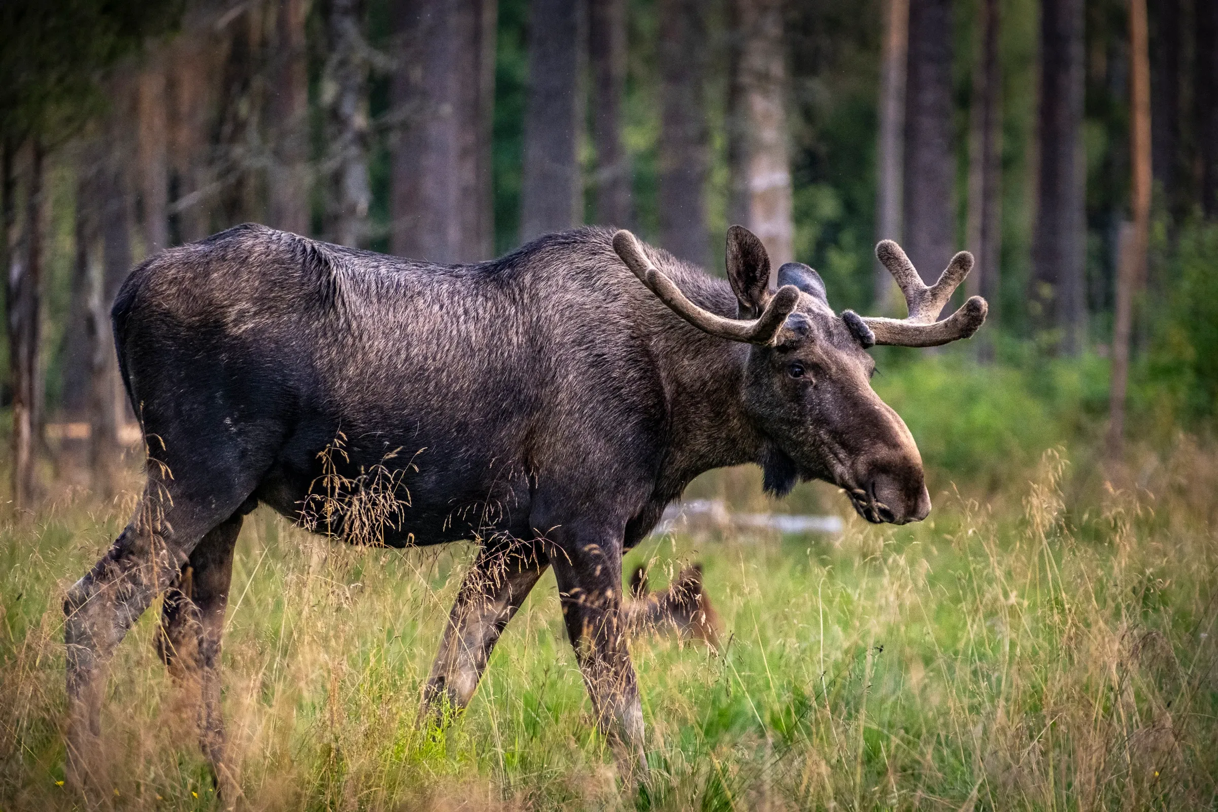 Elk in the forest