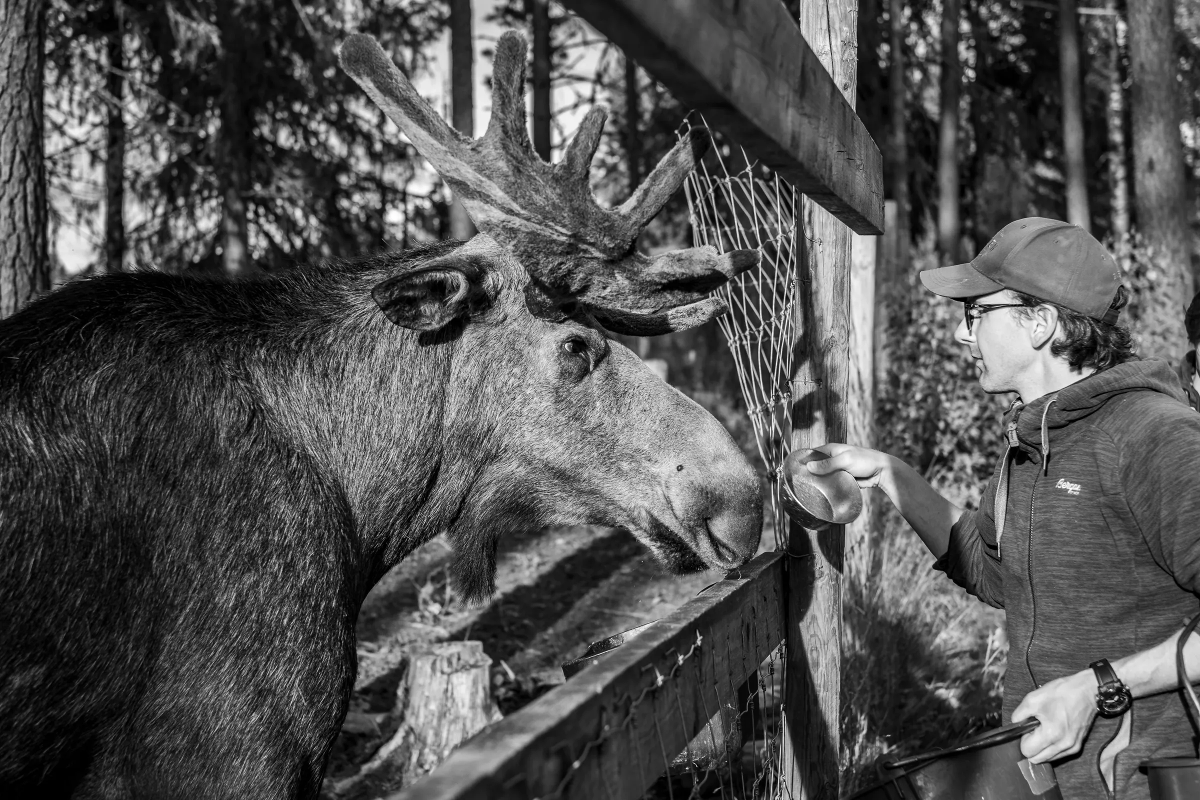 Encounter with moose