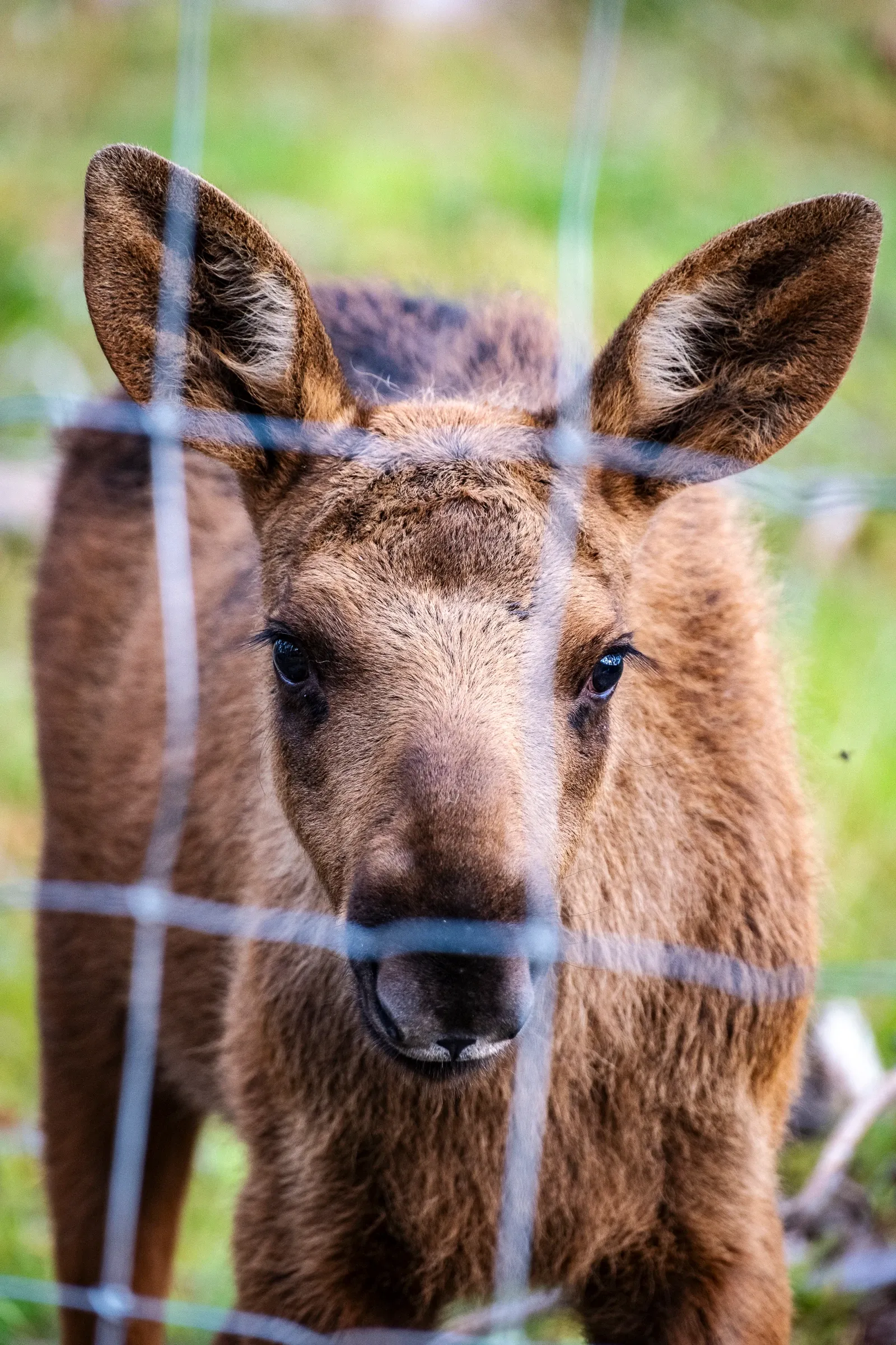 Young moose calf