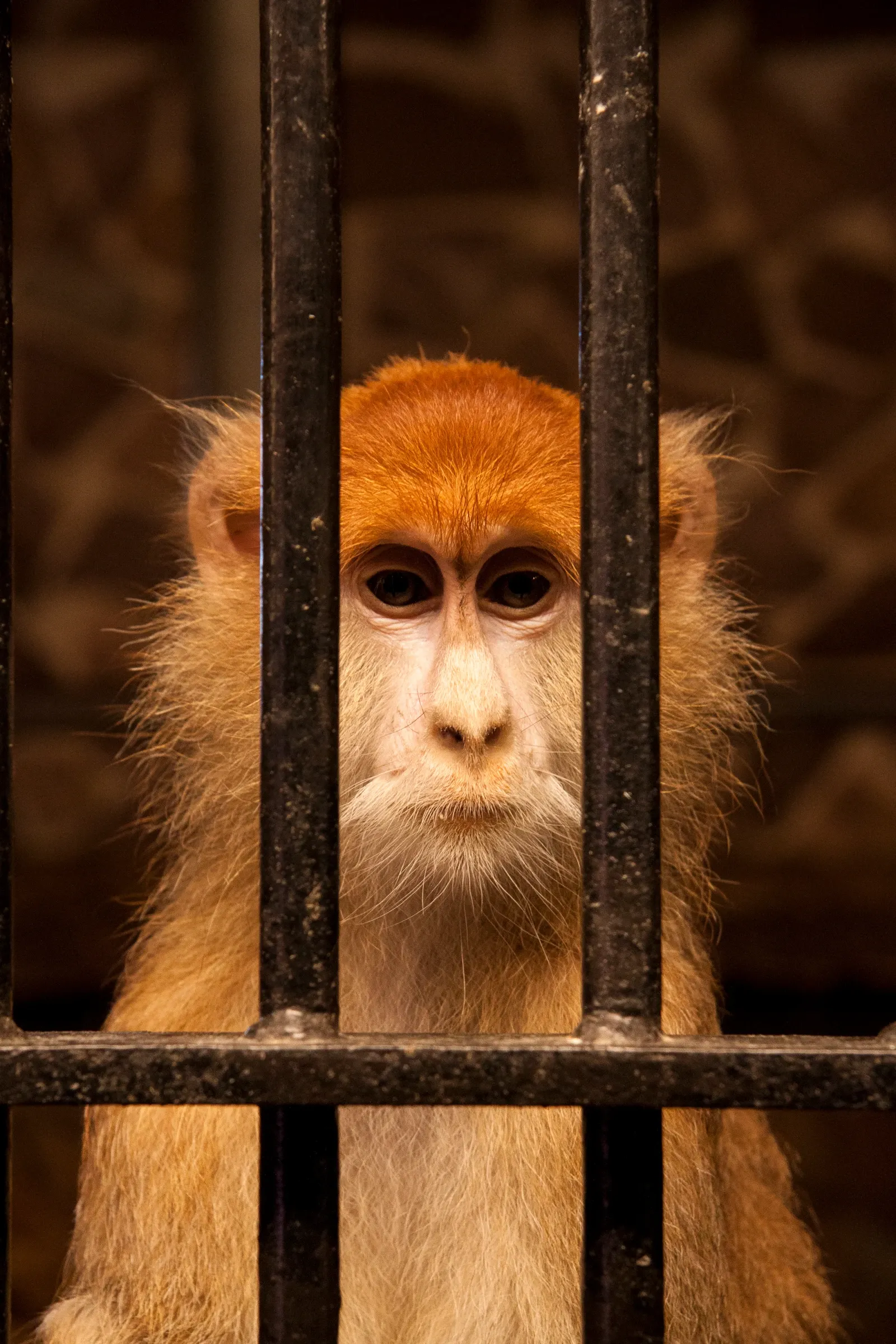 Gaze behind bars