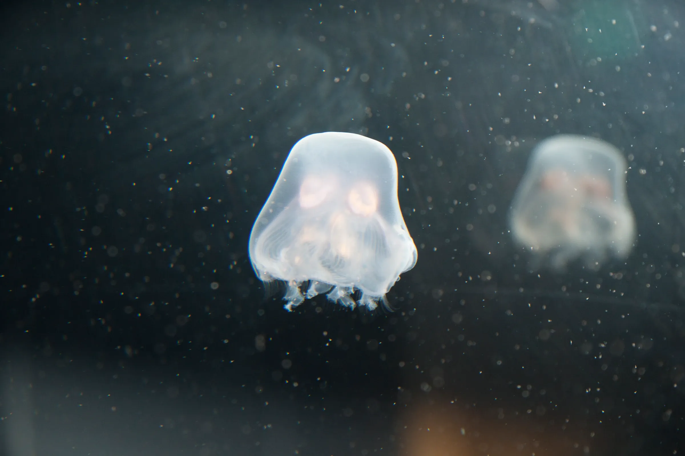 Moon jellyfish in dark water