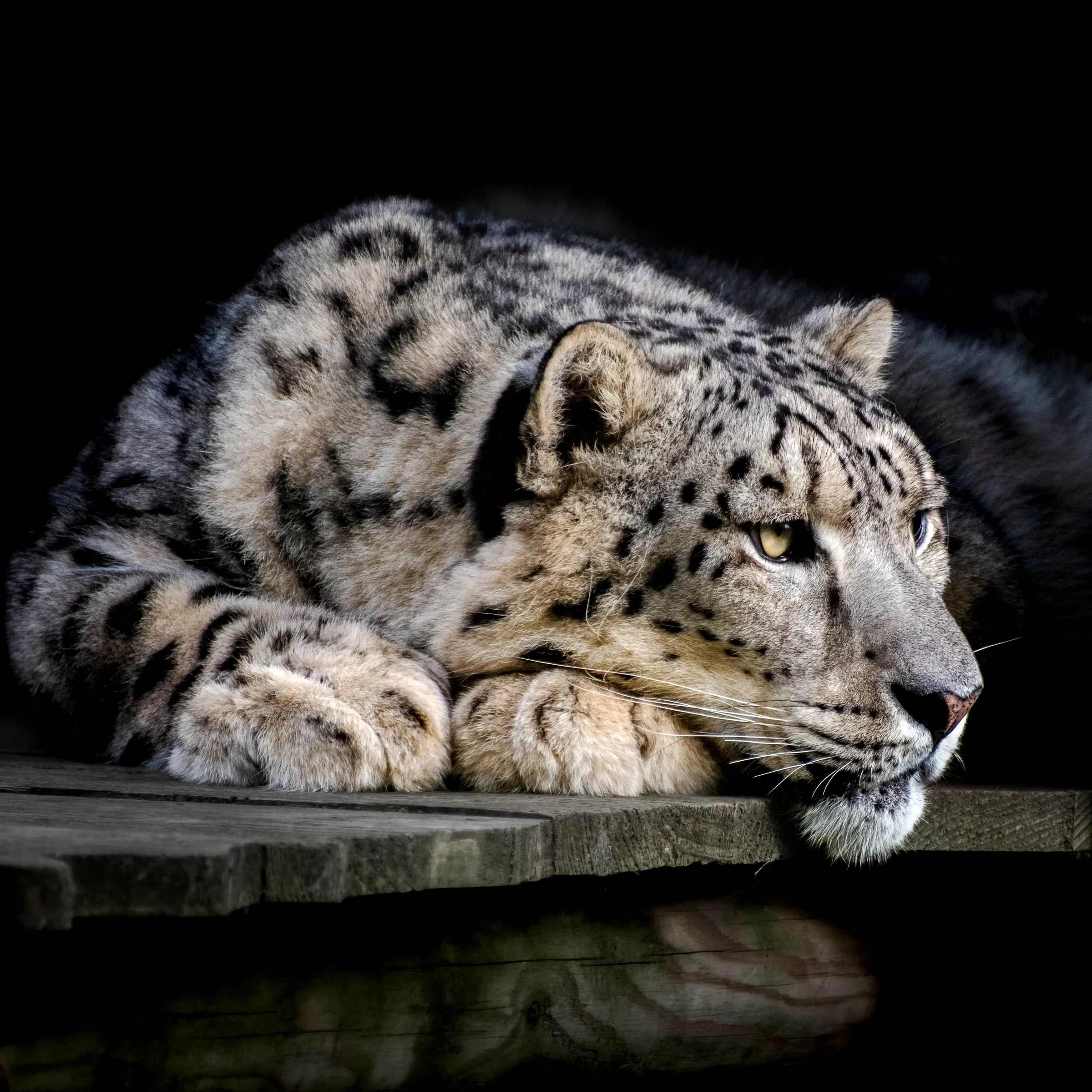 Resting snow leopard