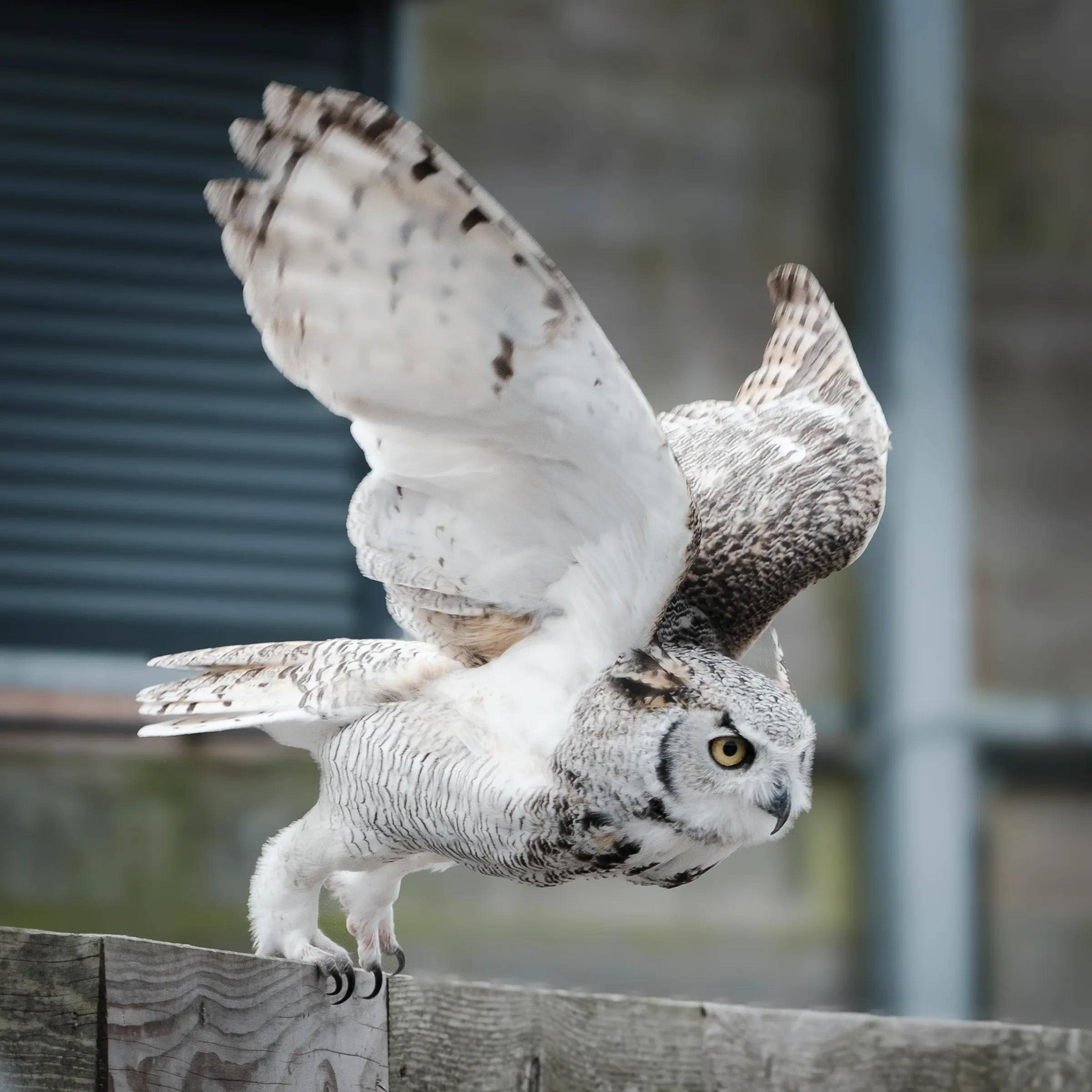 Rising great horned owl