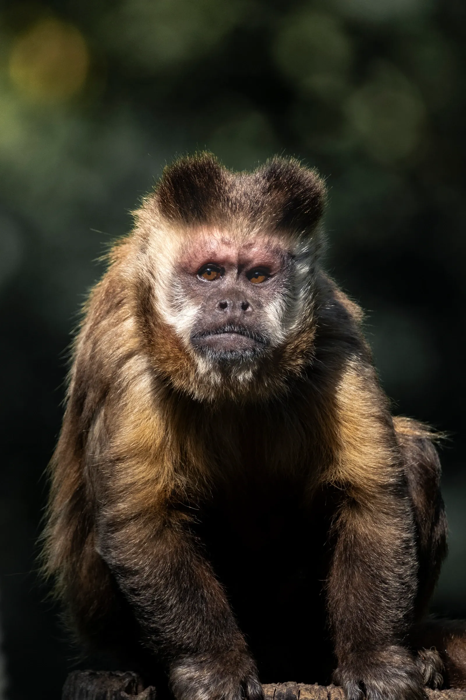 Tufted capuchin