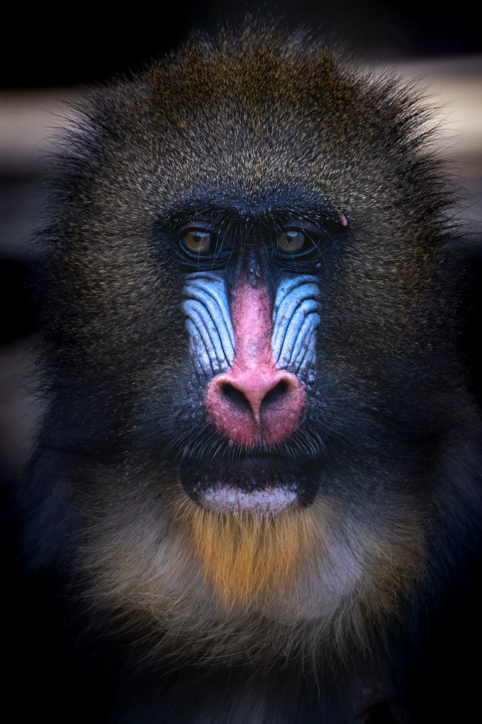 Mandrill in colour