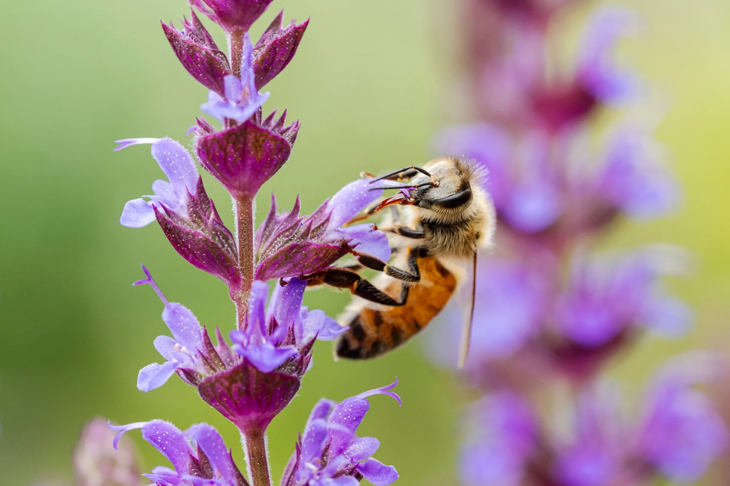 Insects macro