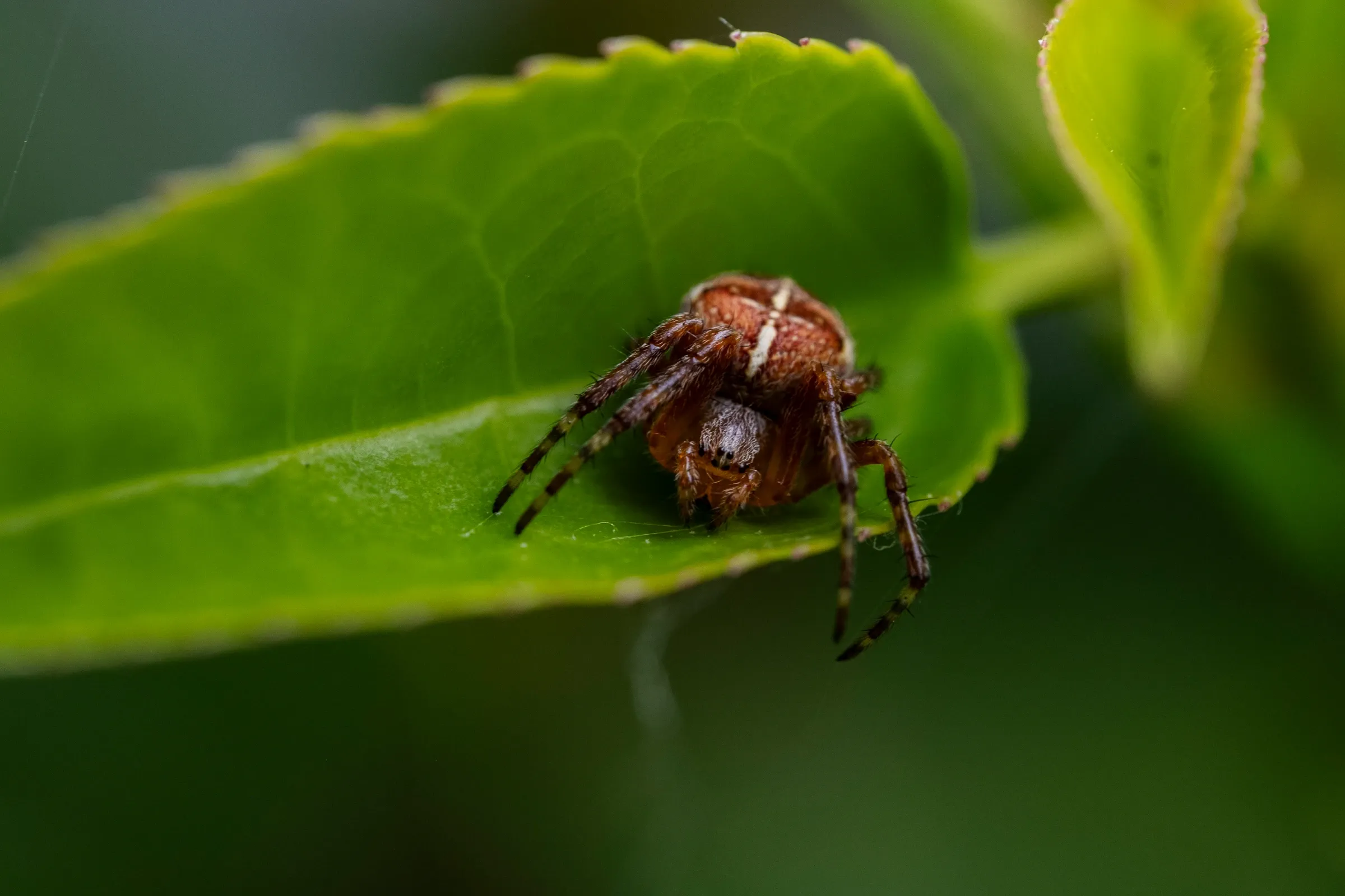 Kruisspin op blad