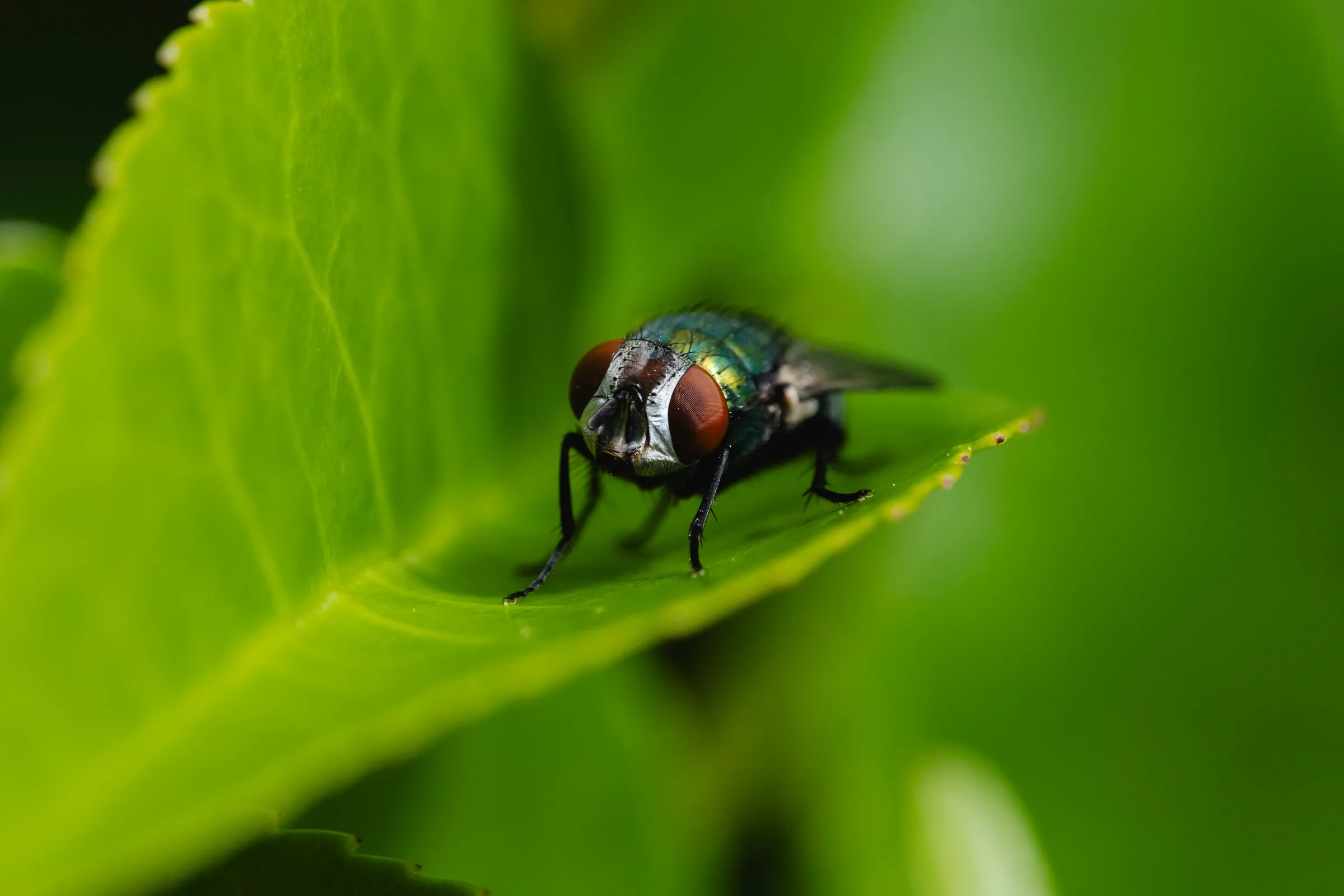 Groene bromblokvlieg op blad
