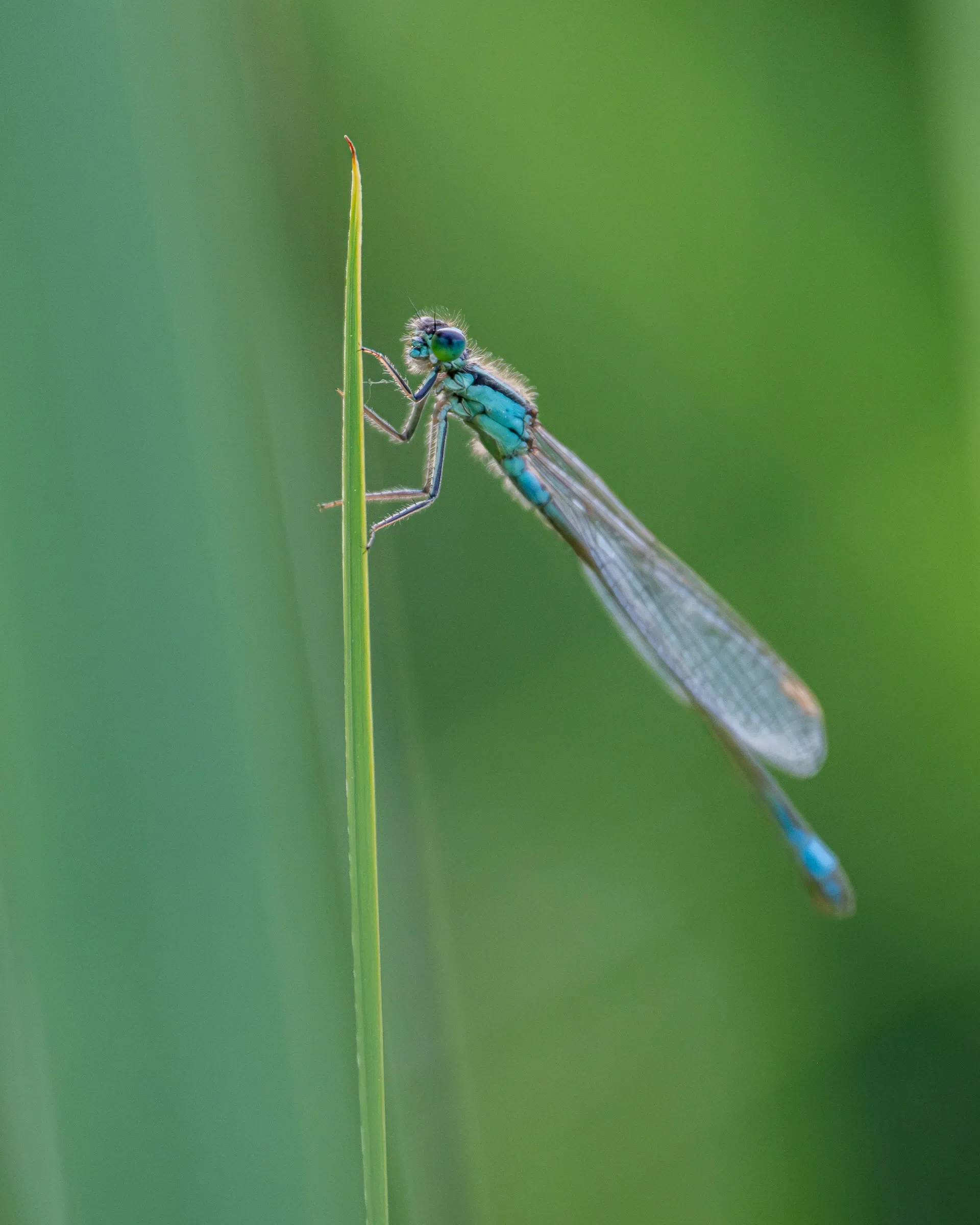 Azuurwaterjuffer tussen groen