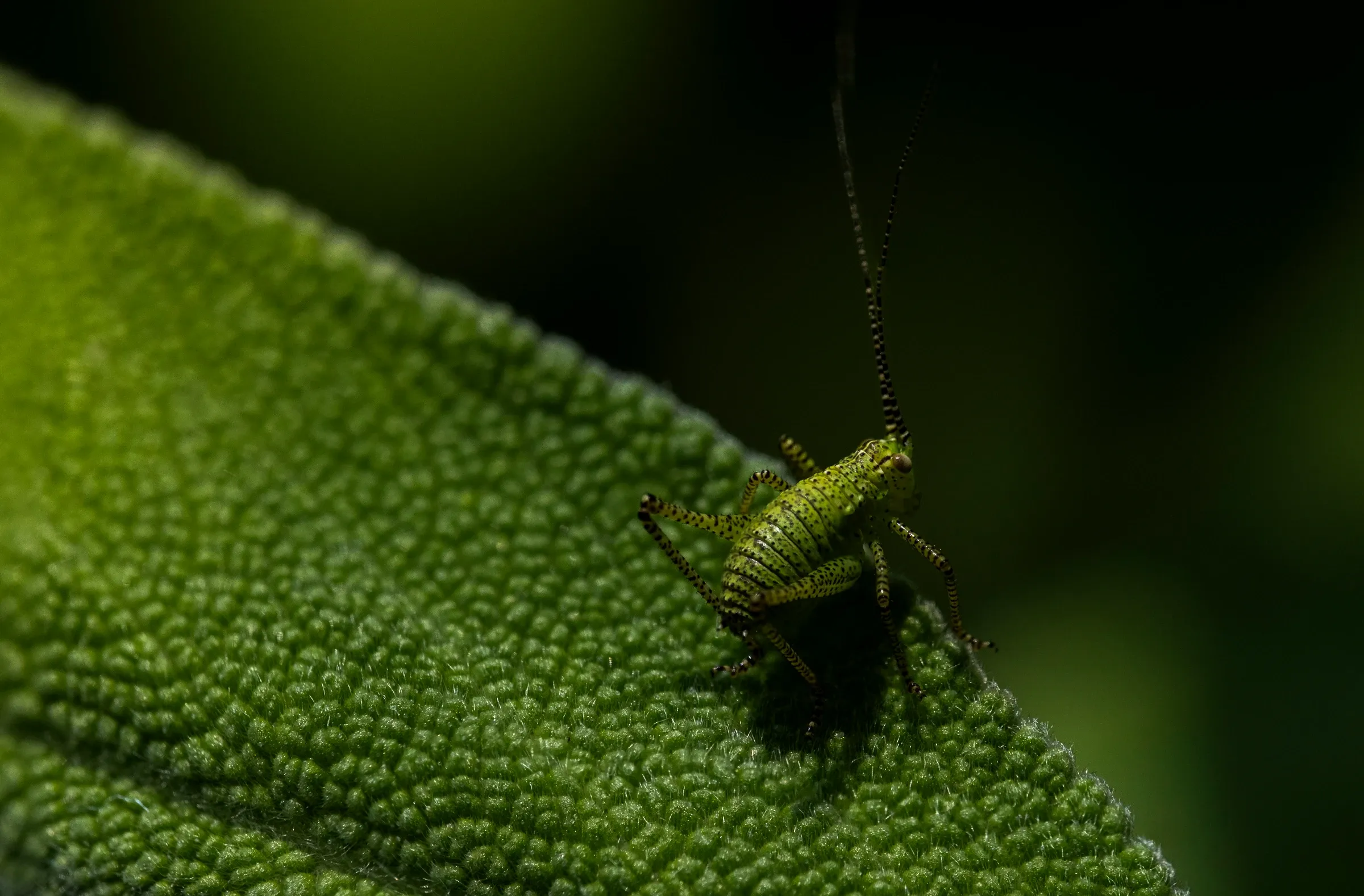 Jonge sprinkhaan op blad
