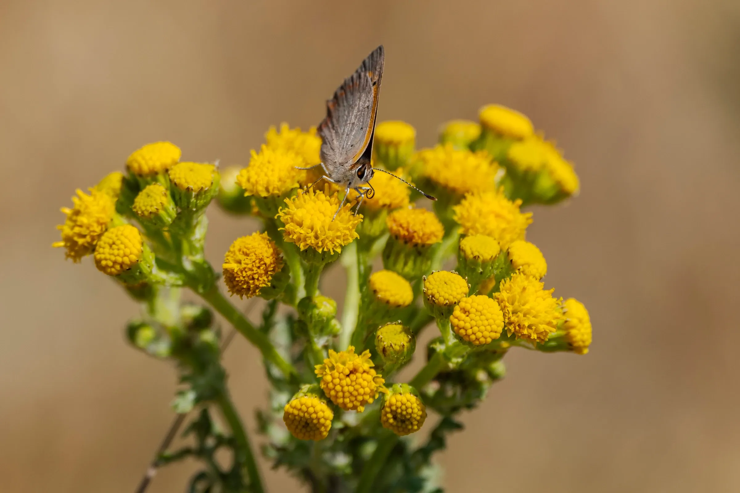 Vlinder op boerenwormkruid