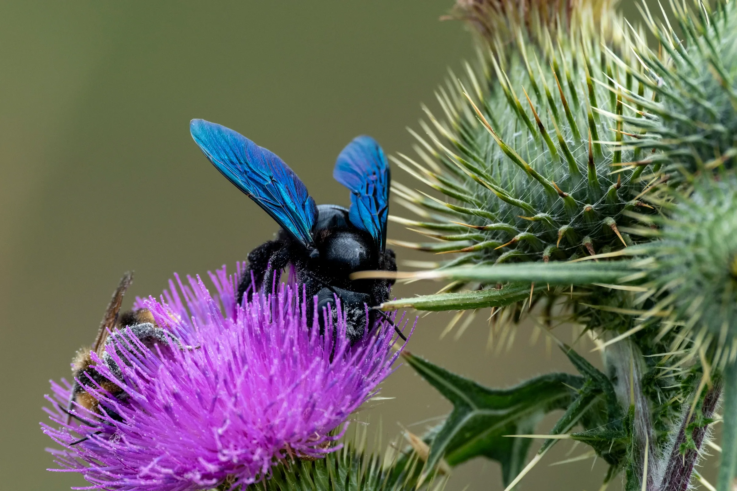 Blauwe houtbij op distel