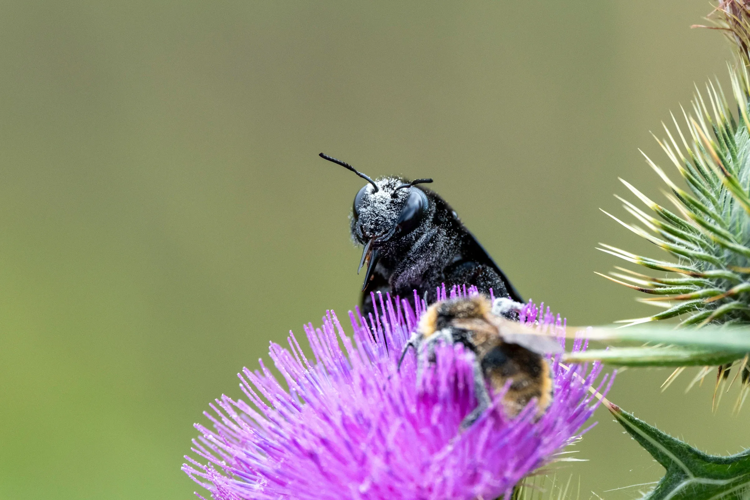 Blauwe metselbij op distel