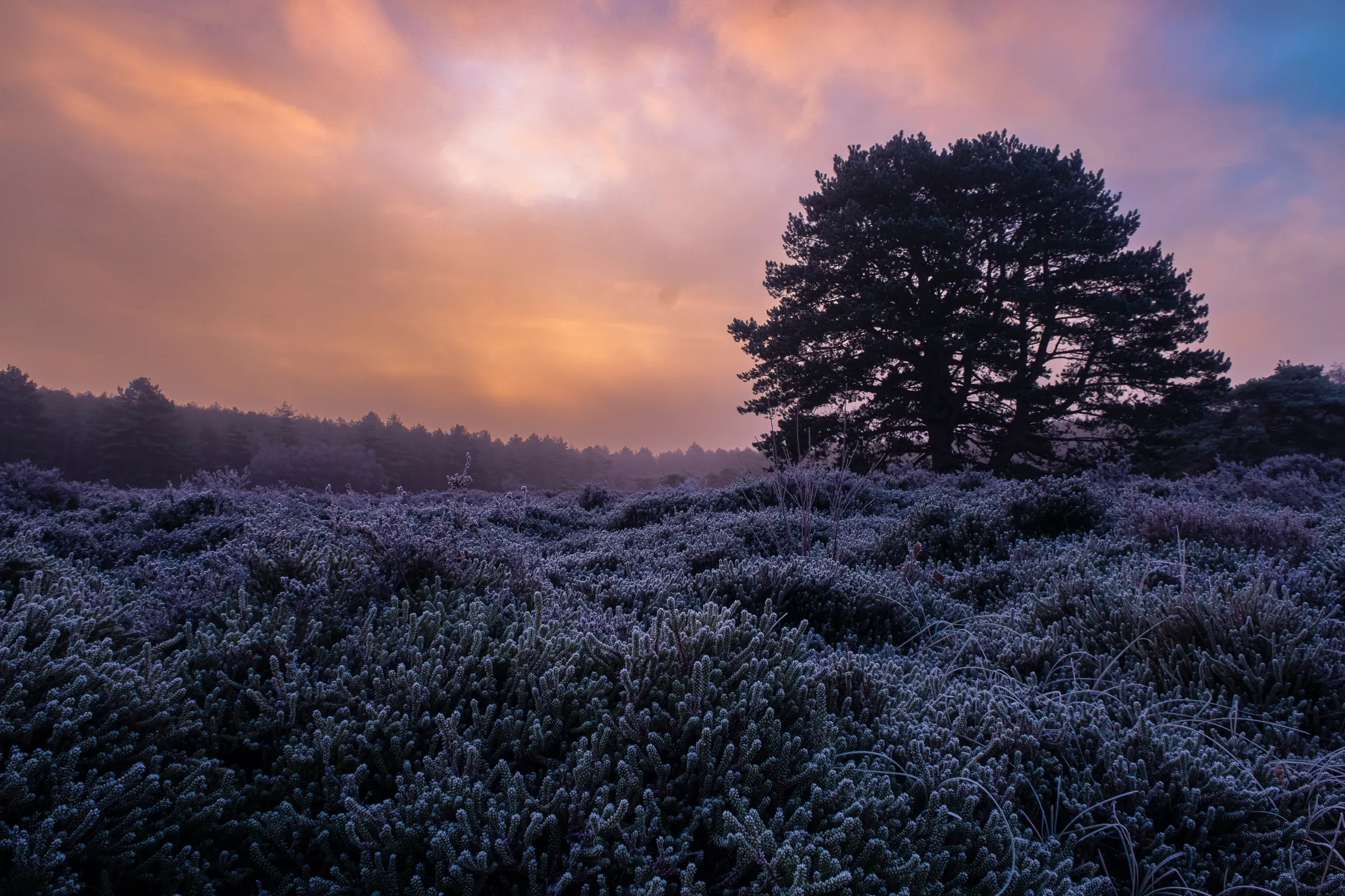 Bevroren heide bij dageraad