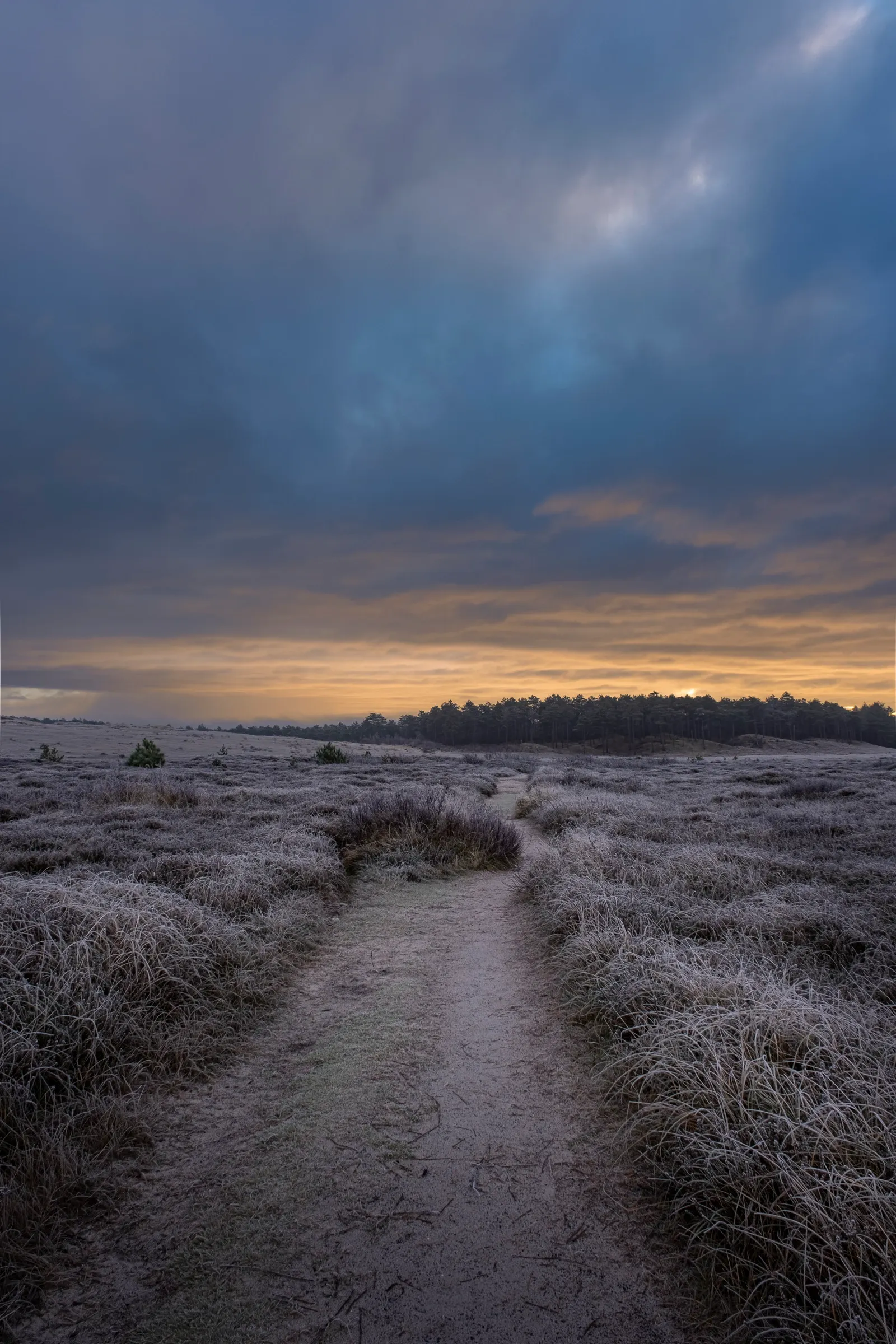 Bevroren heide bij dageraad