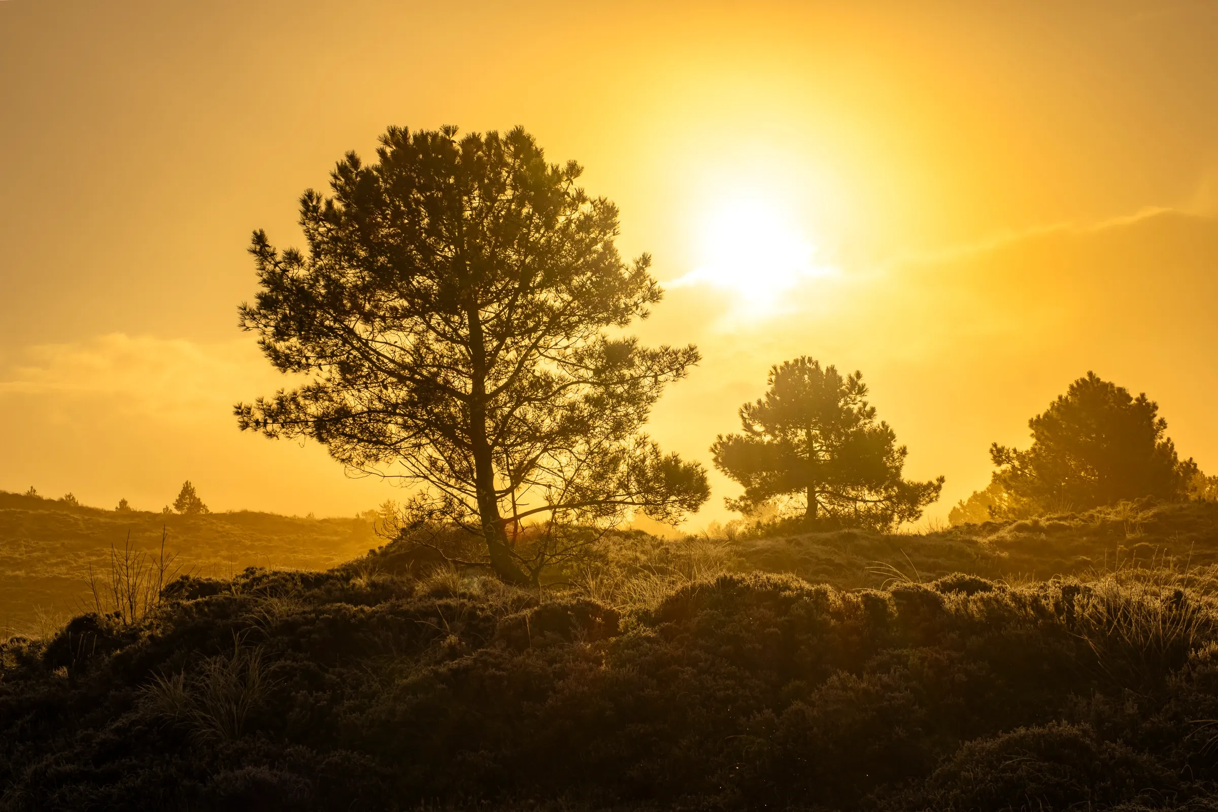 Schoorlse Duinen