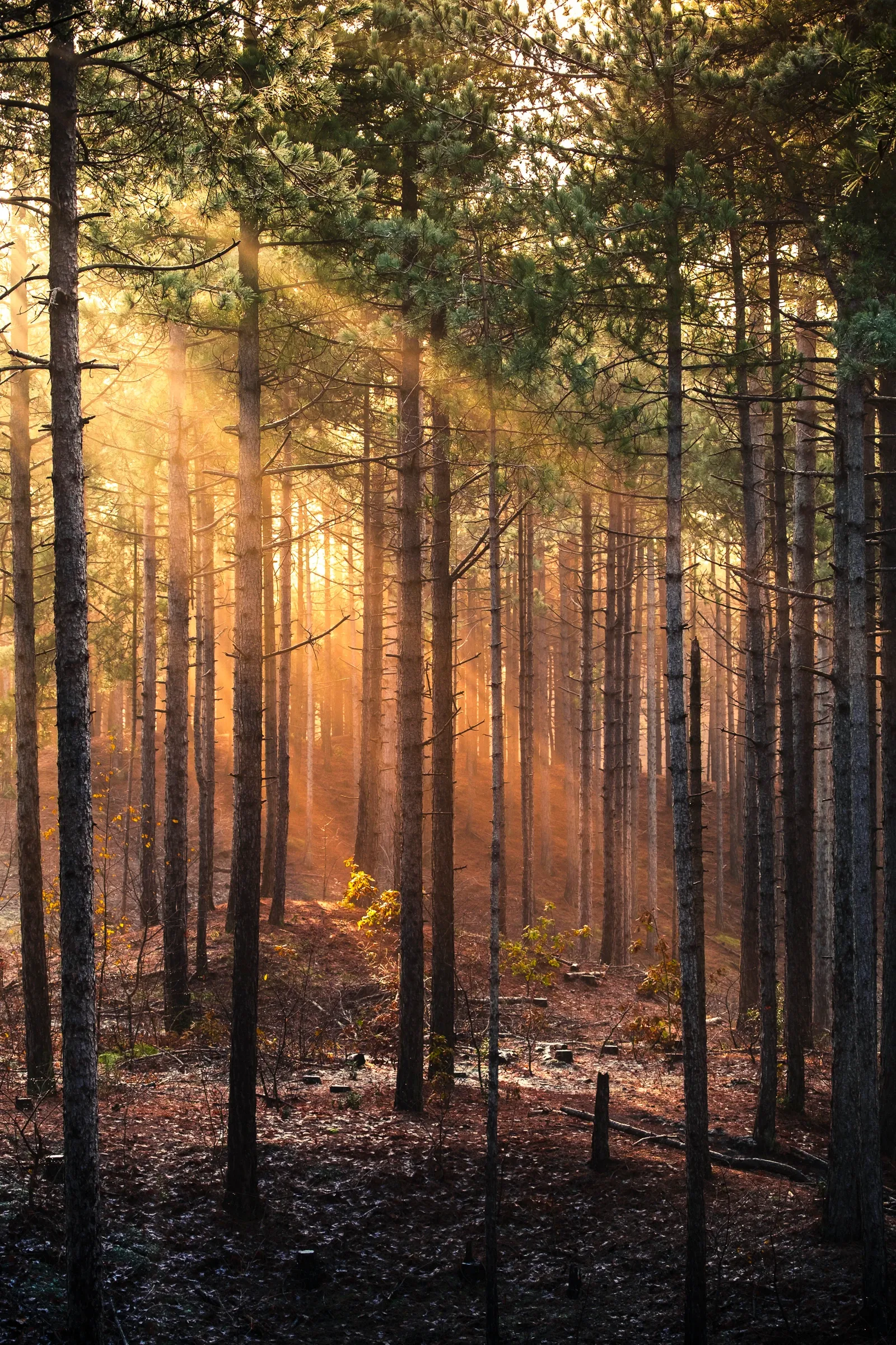 Golden light among pines