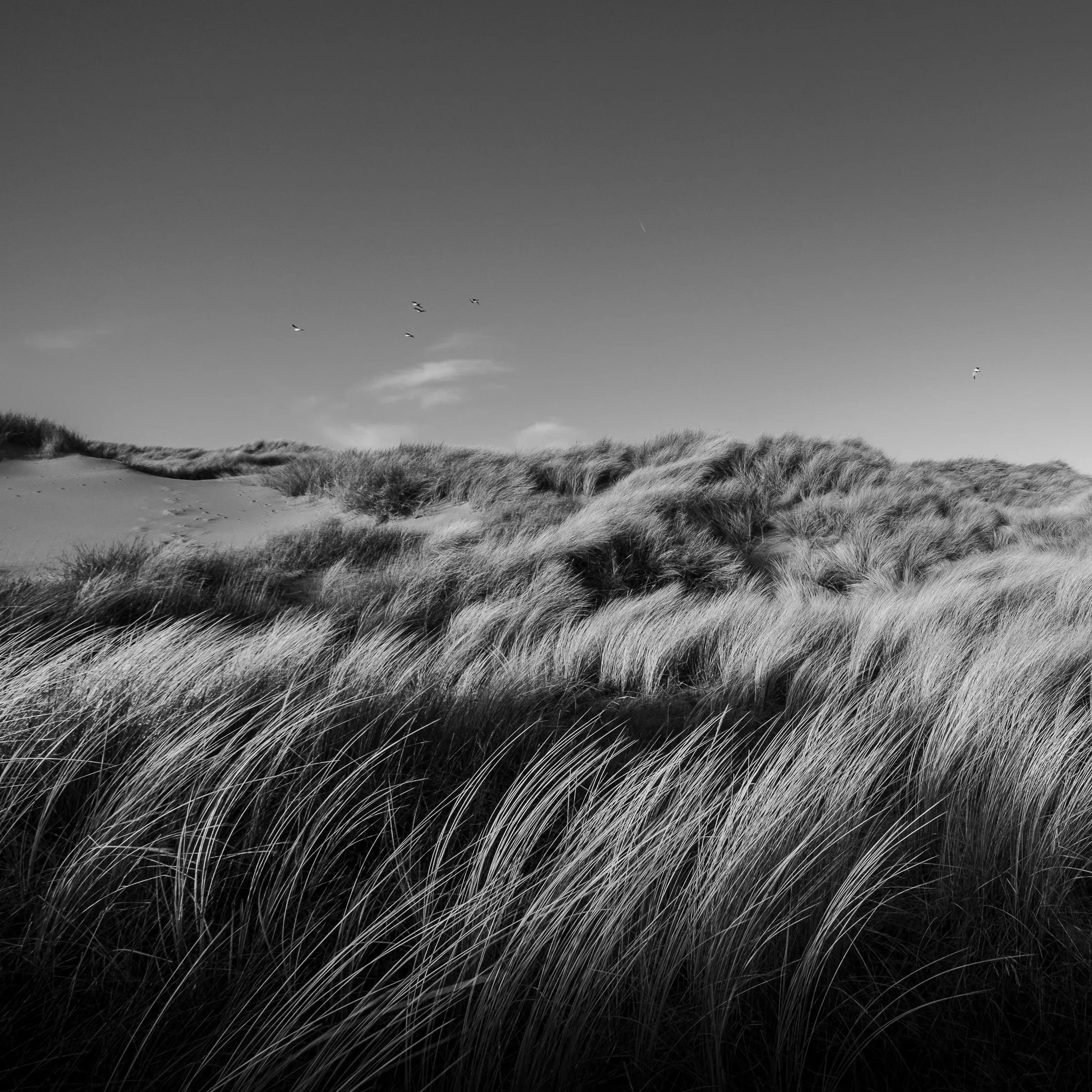 Wind over duingras