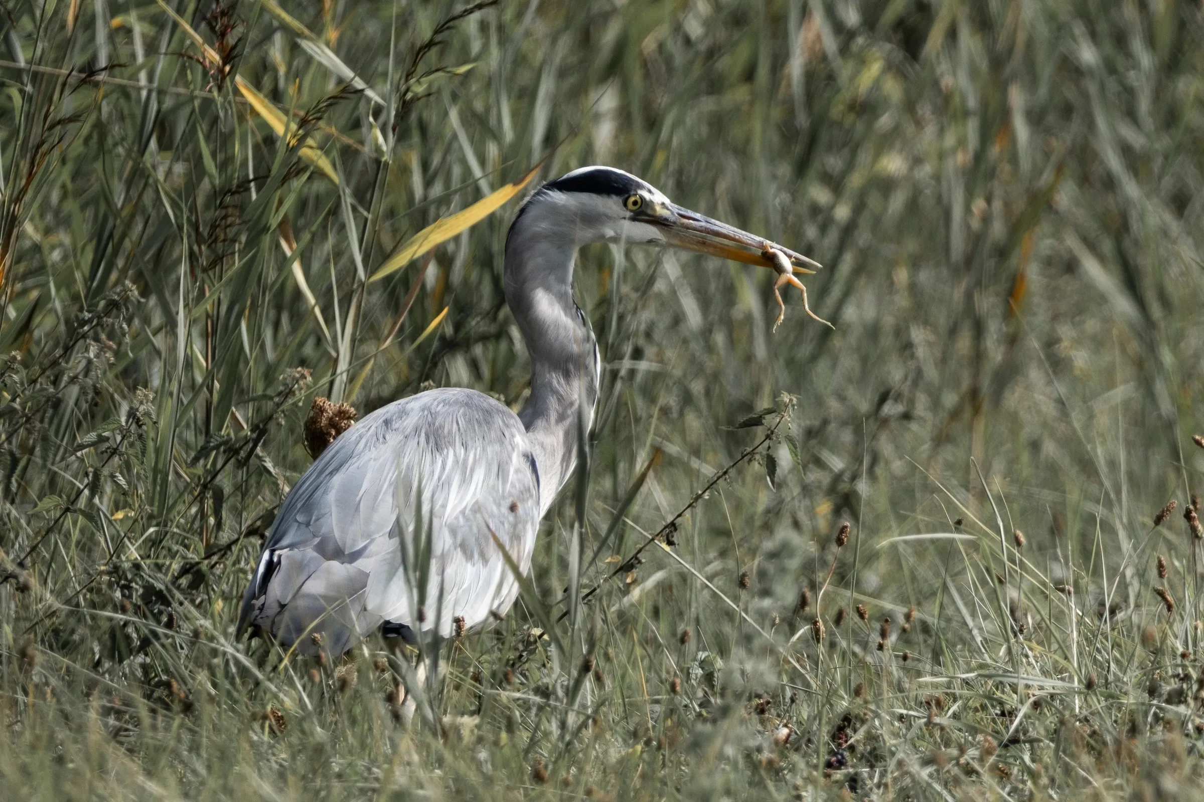 Reiger met vangst
