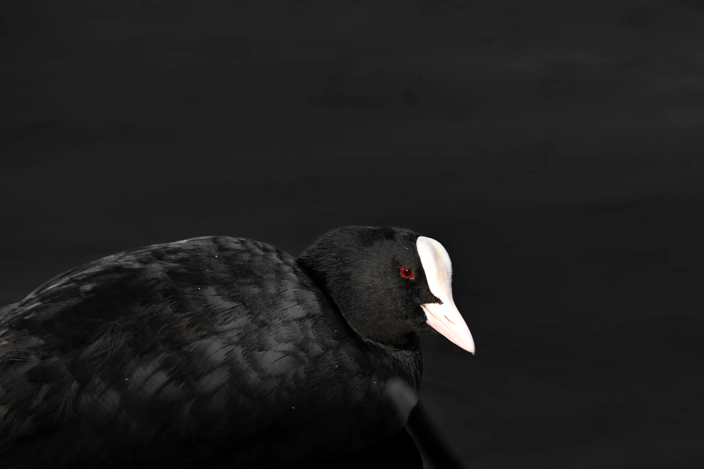 Vogels van Nederlandse bodem
