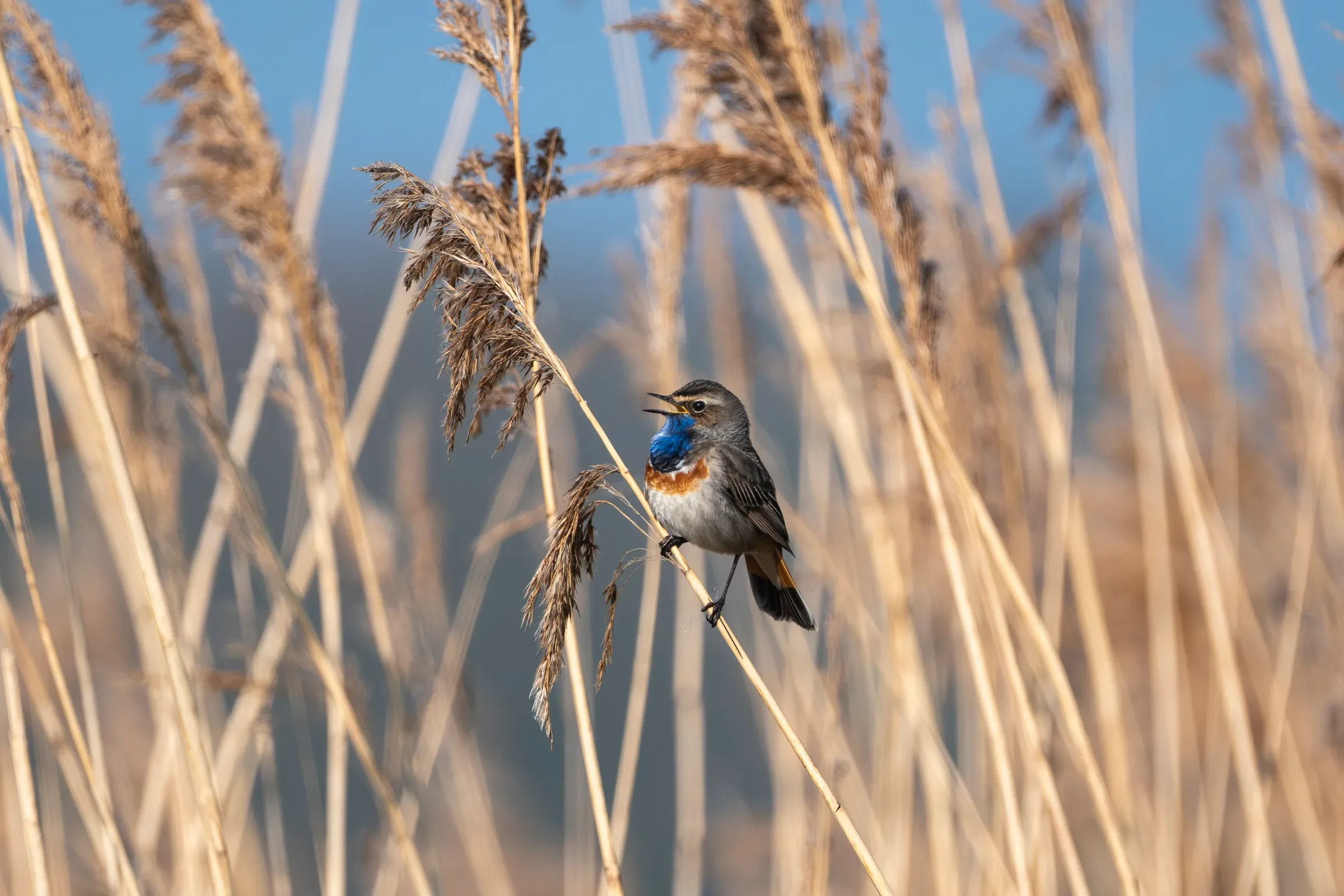 Zingende blauwborst tussen riet