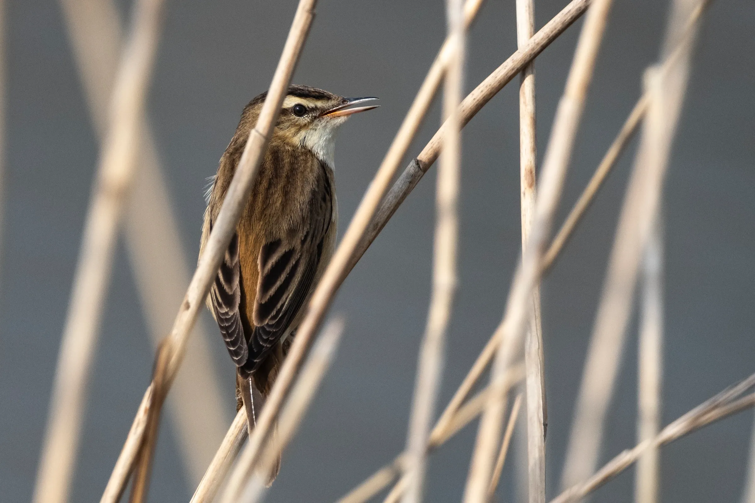Reed warbler among reeds
