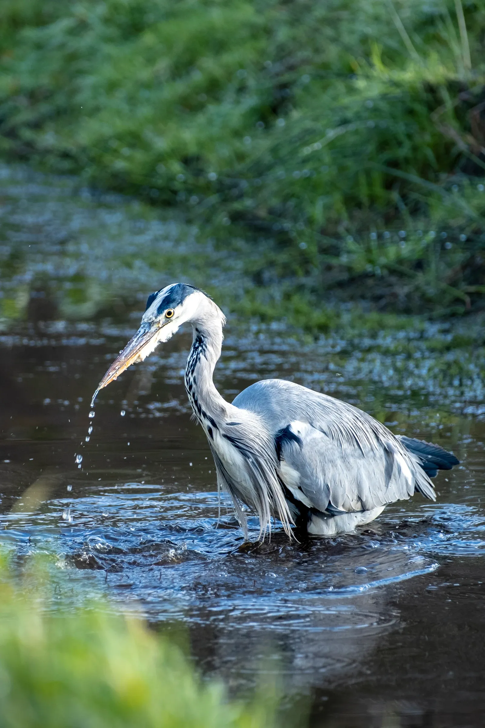 Jagende blauwe reiger