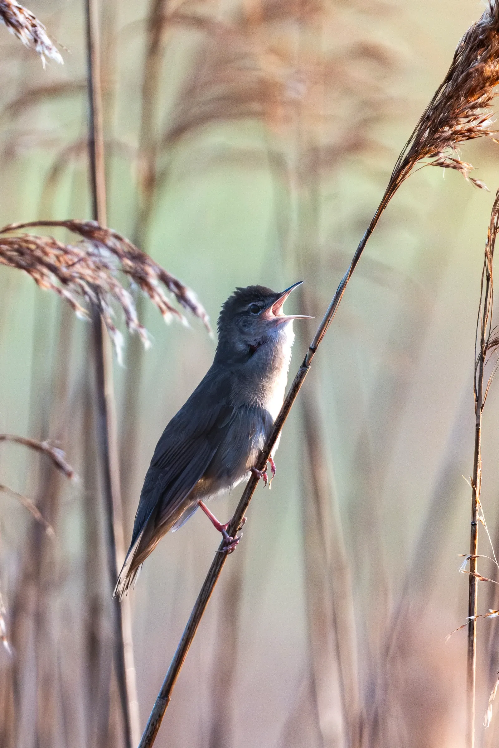 Zingende sprinkhaanzanger in riet
