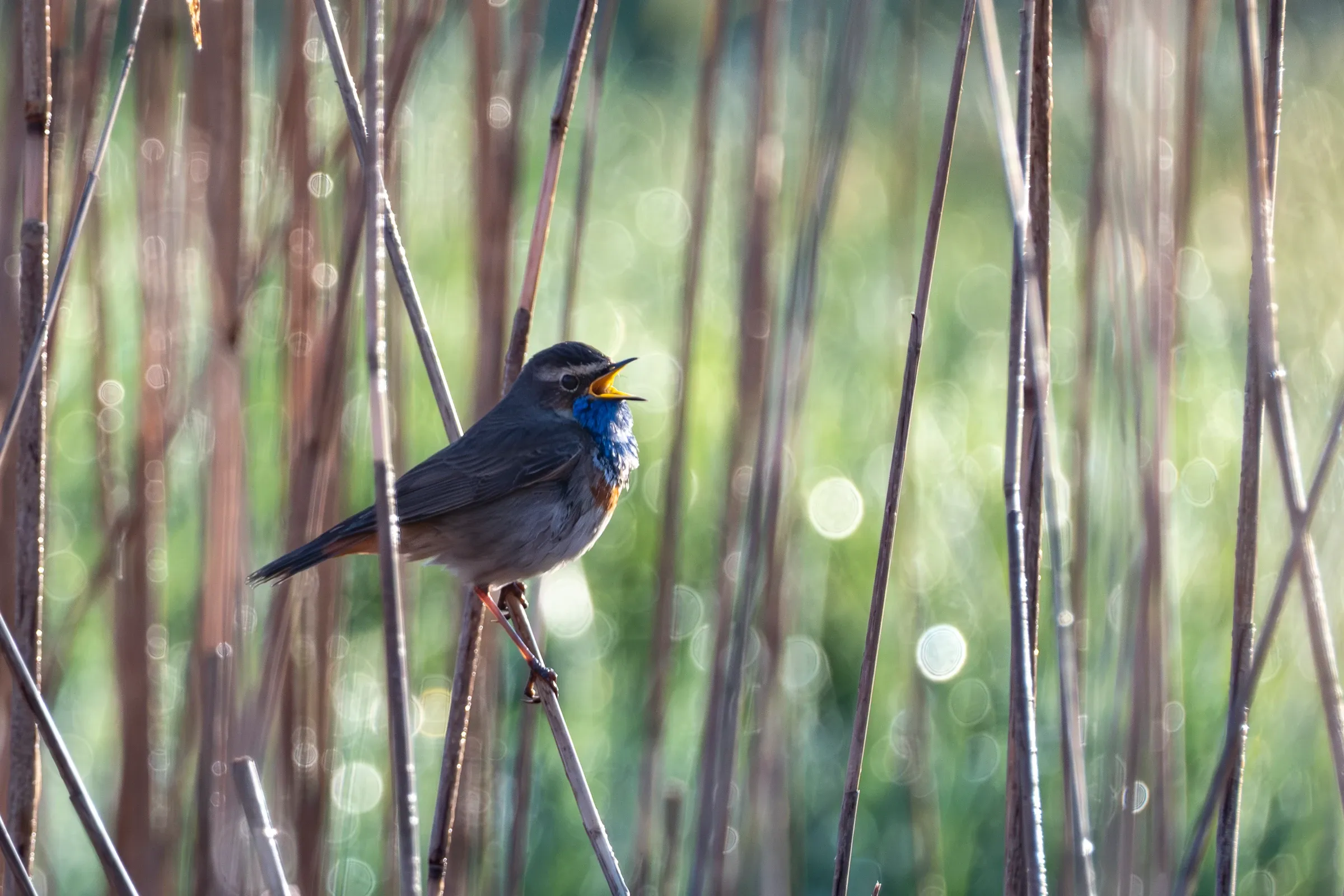 Zingende blauwborst tussen riet