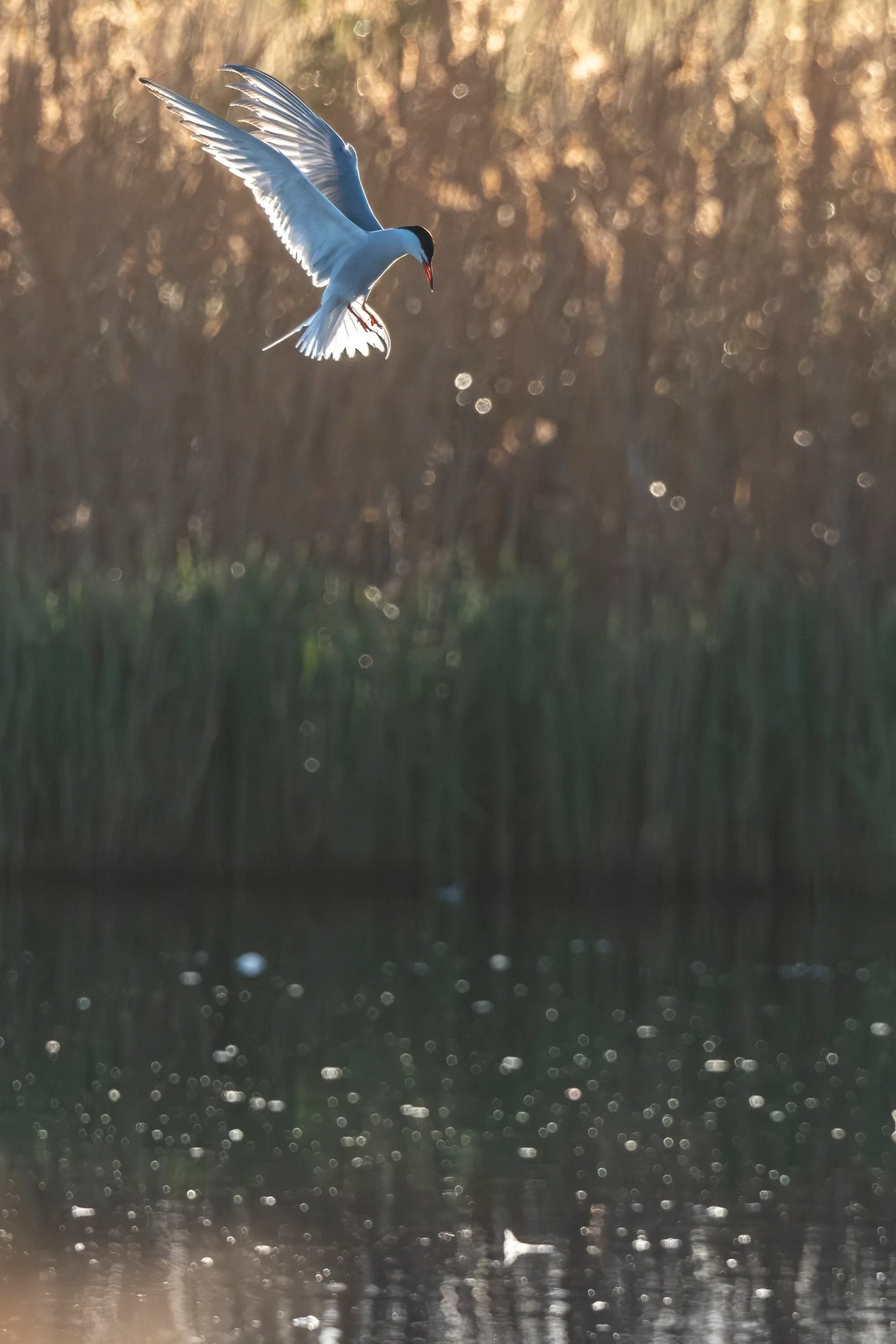 Visdiefje boven gouden riet