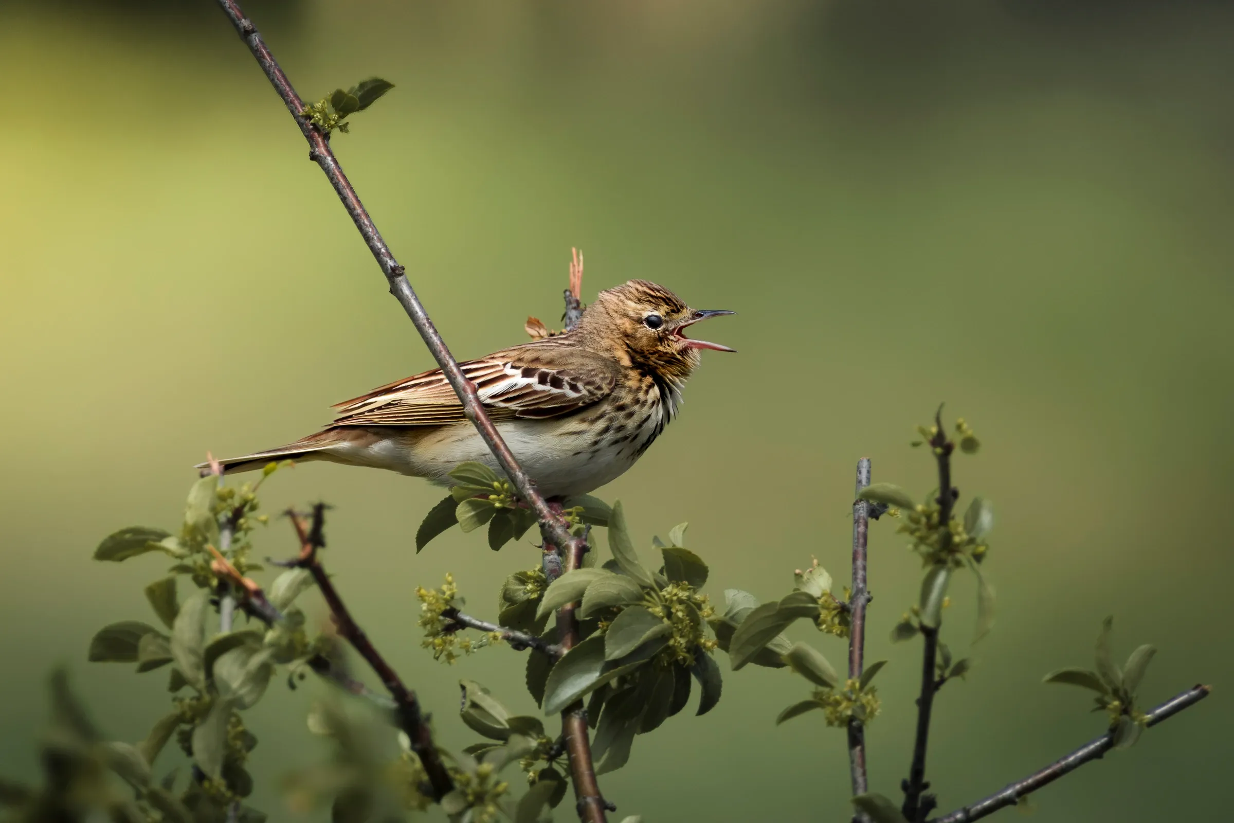 Singing tree pipit
