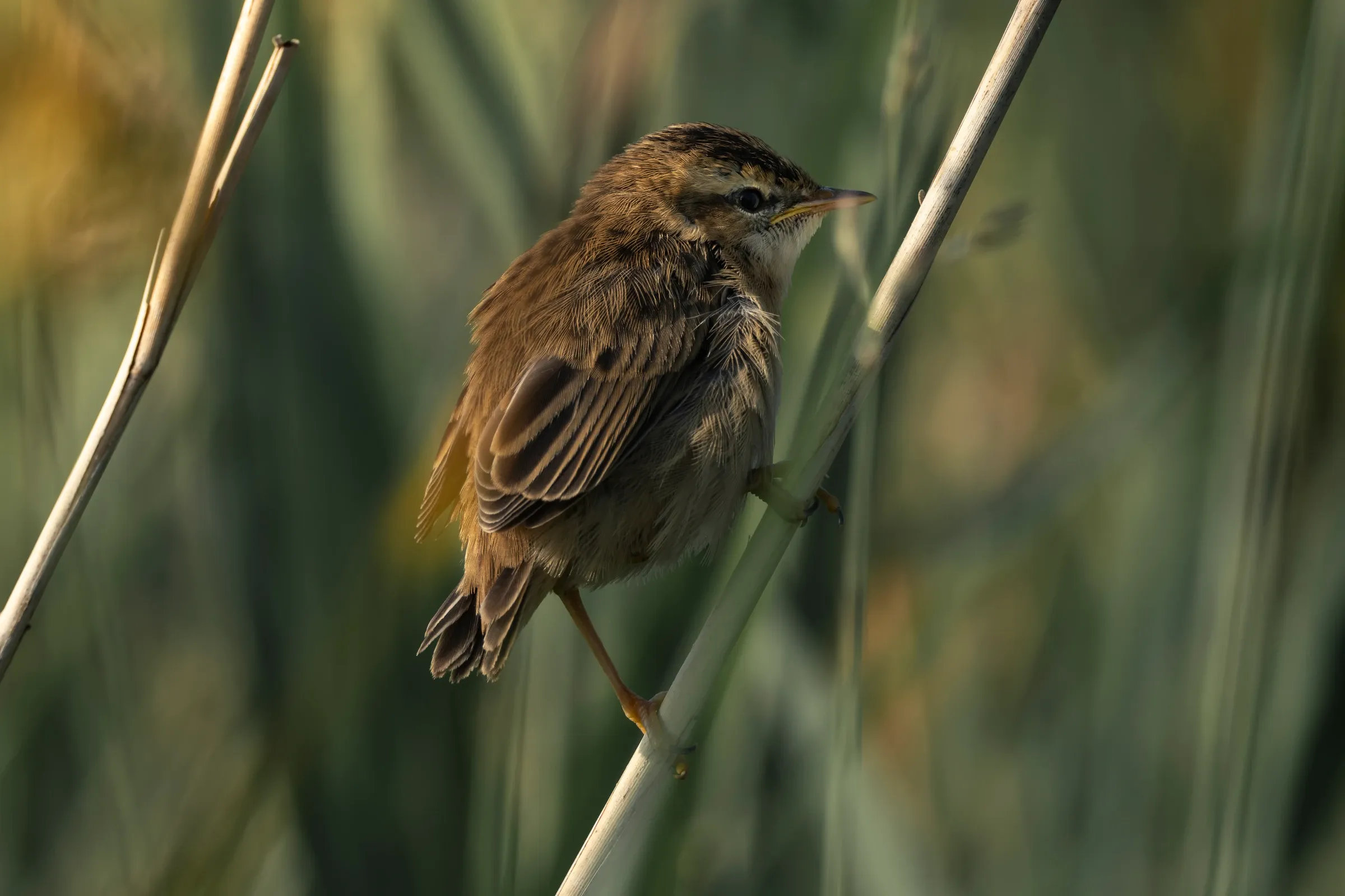 Rietzanger tussen riet