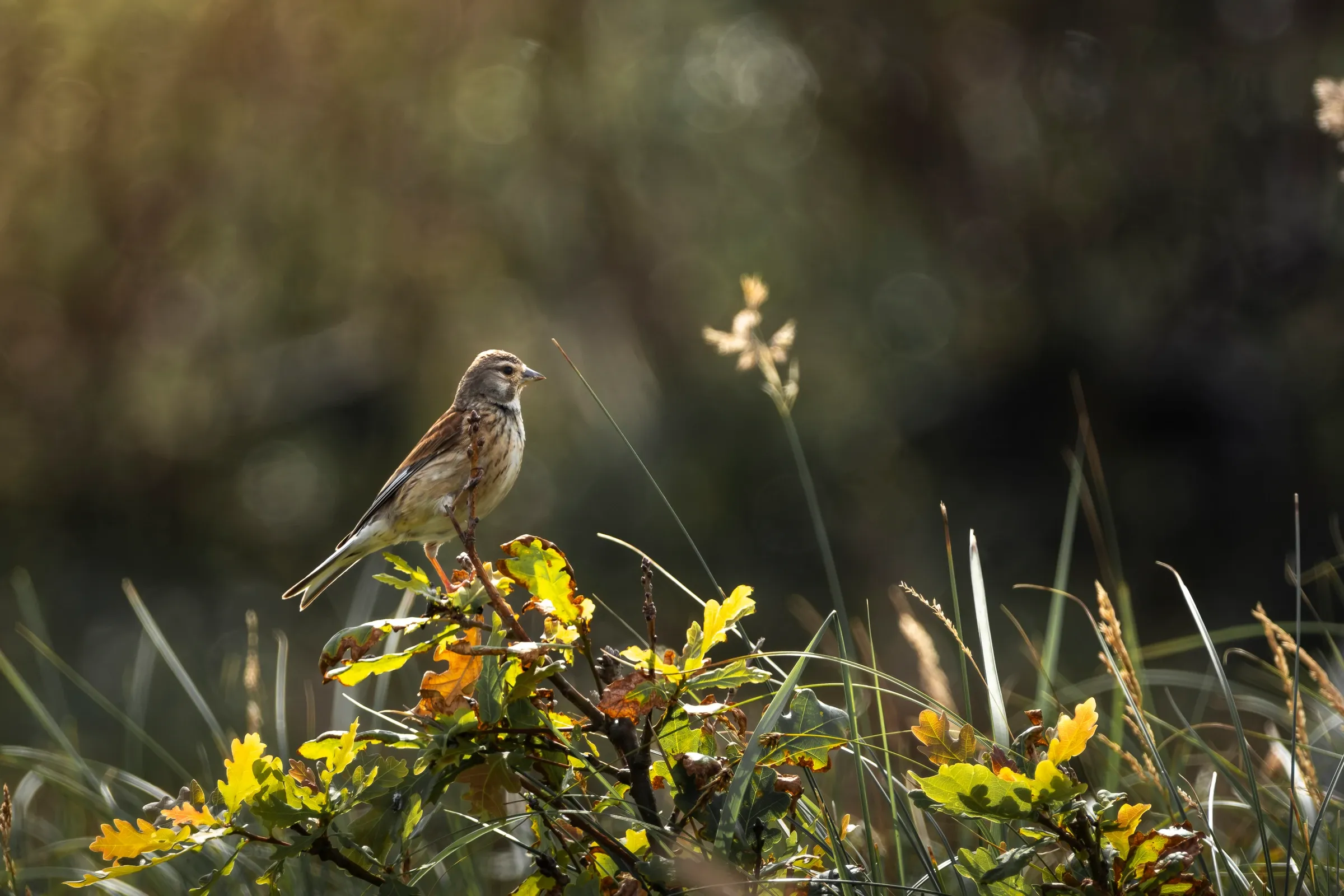Kneu in herfstlicht