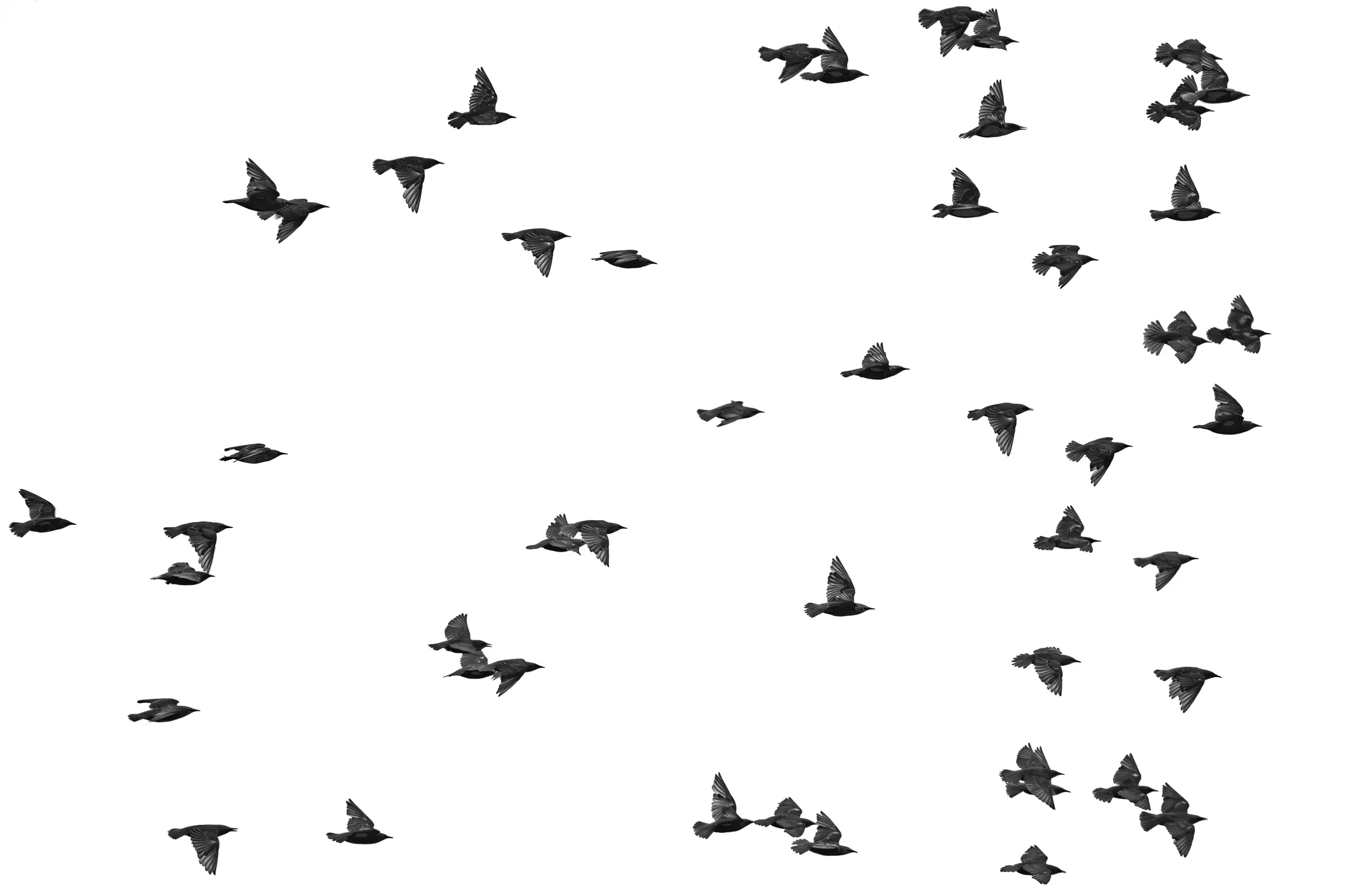 Starlings in flight